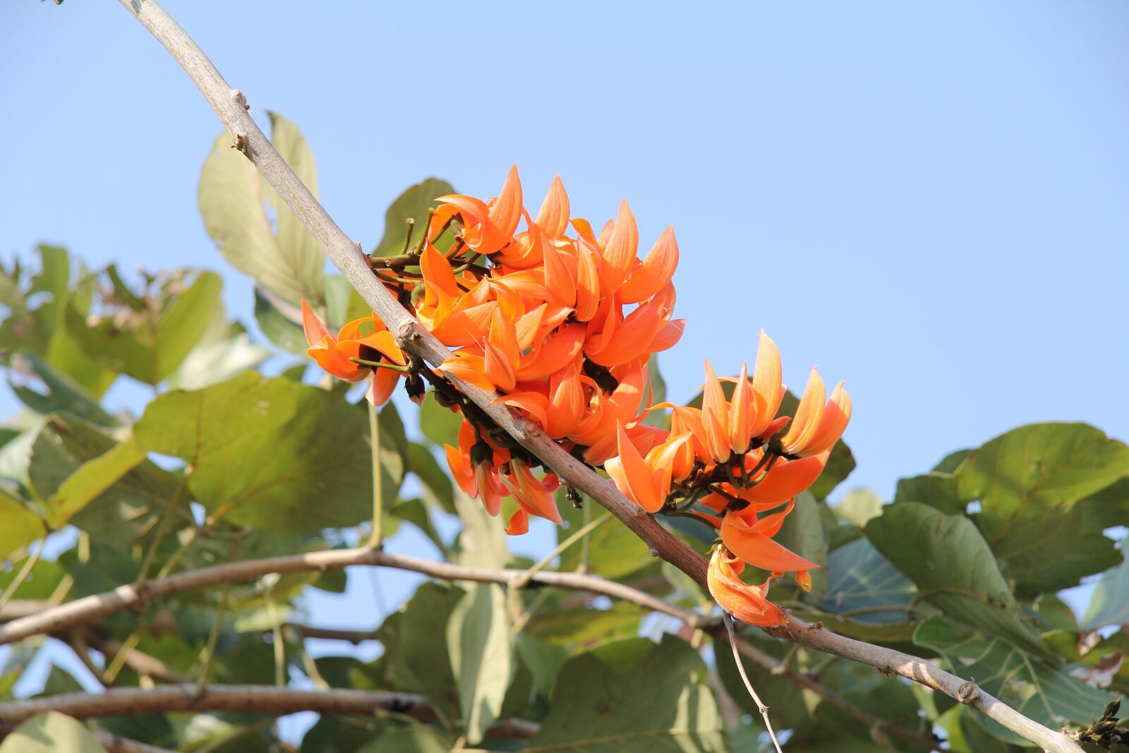 Canon EF-S 17-85mm F4-5.6 IS USM sample photo. Coral tree, erythrina caffra photography