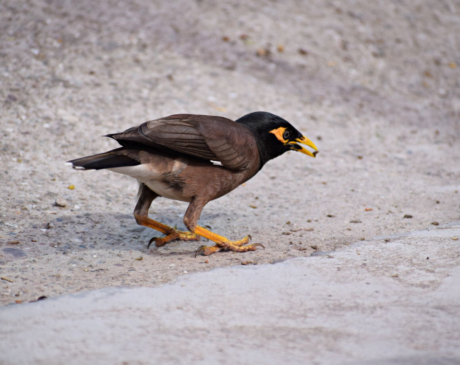 Nikon D3300 sample photo. Bird, feeding, nature photography