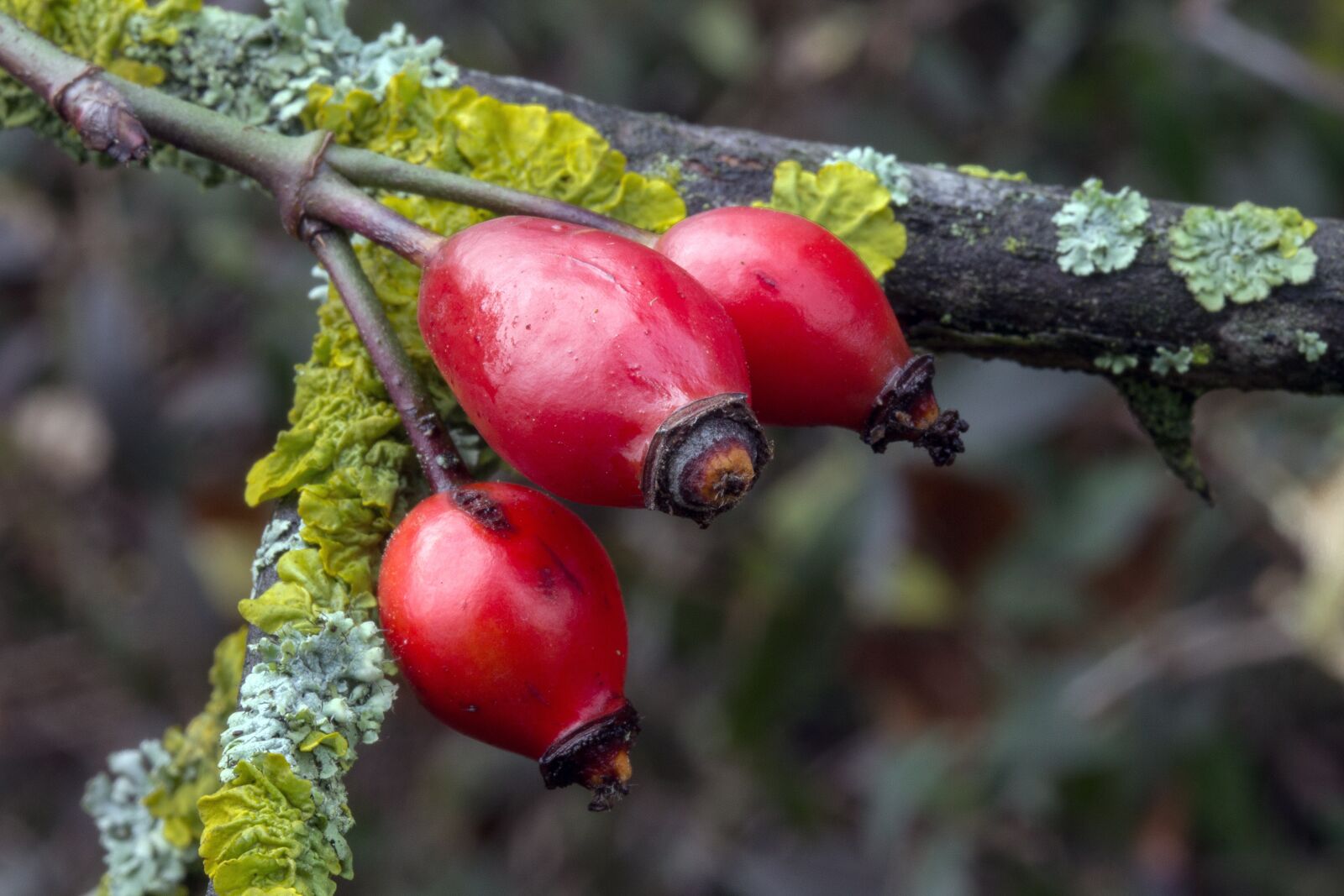 Canon EF-S 60mm F2.8 Macro USM sample photo. Autumn, fruits, rose hip photography