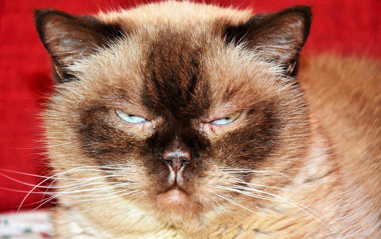 Nikon D7200 sample photo. Cat, breed cat, british photography