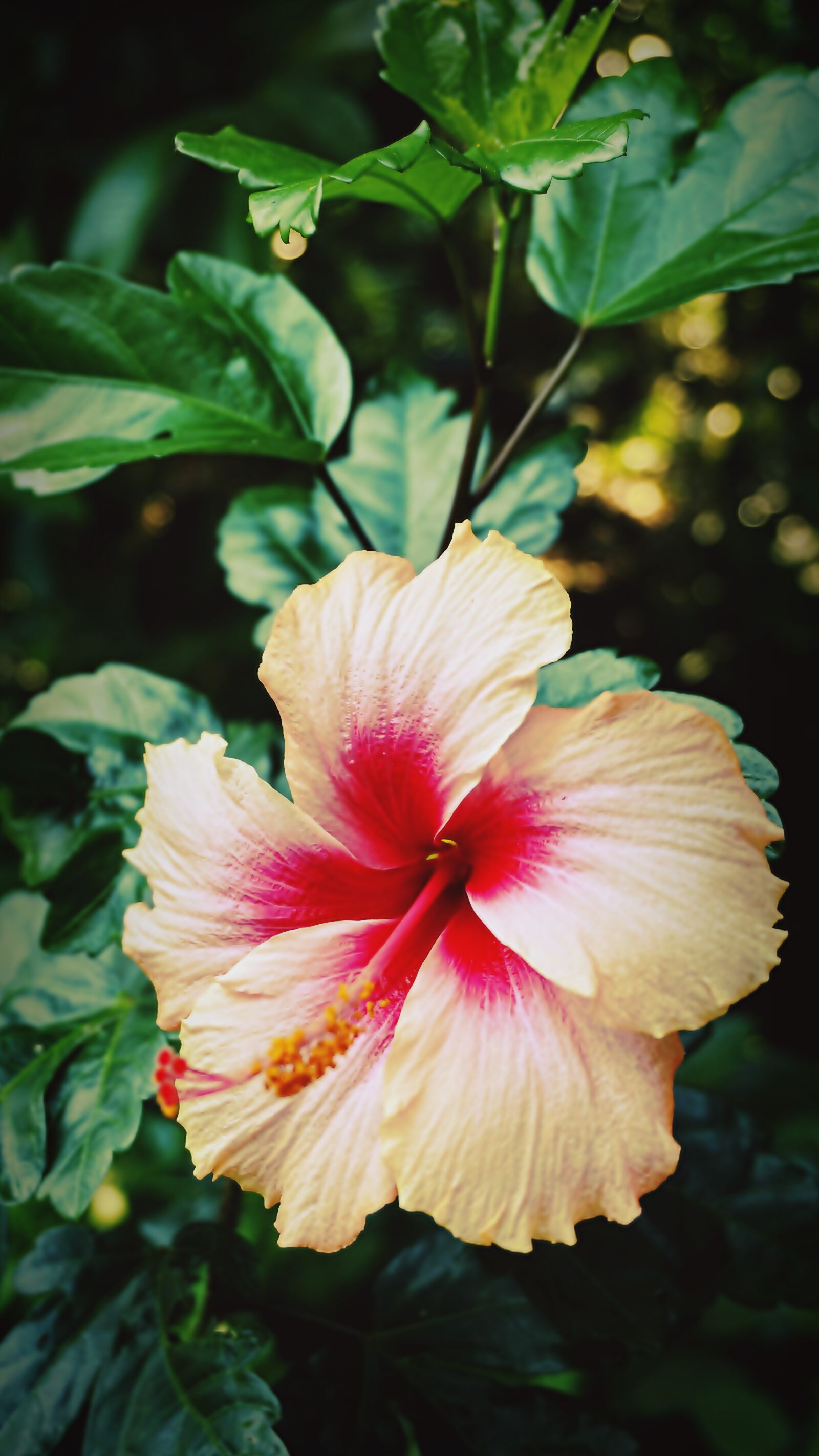 Sony E 16-50mm F3.5-5.6 PZ OSS sample photo. Chaba, flowers, flower photography