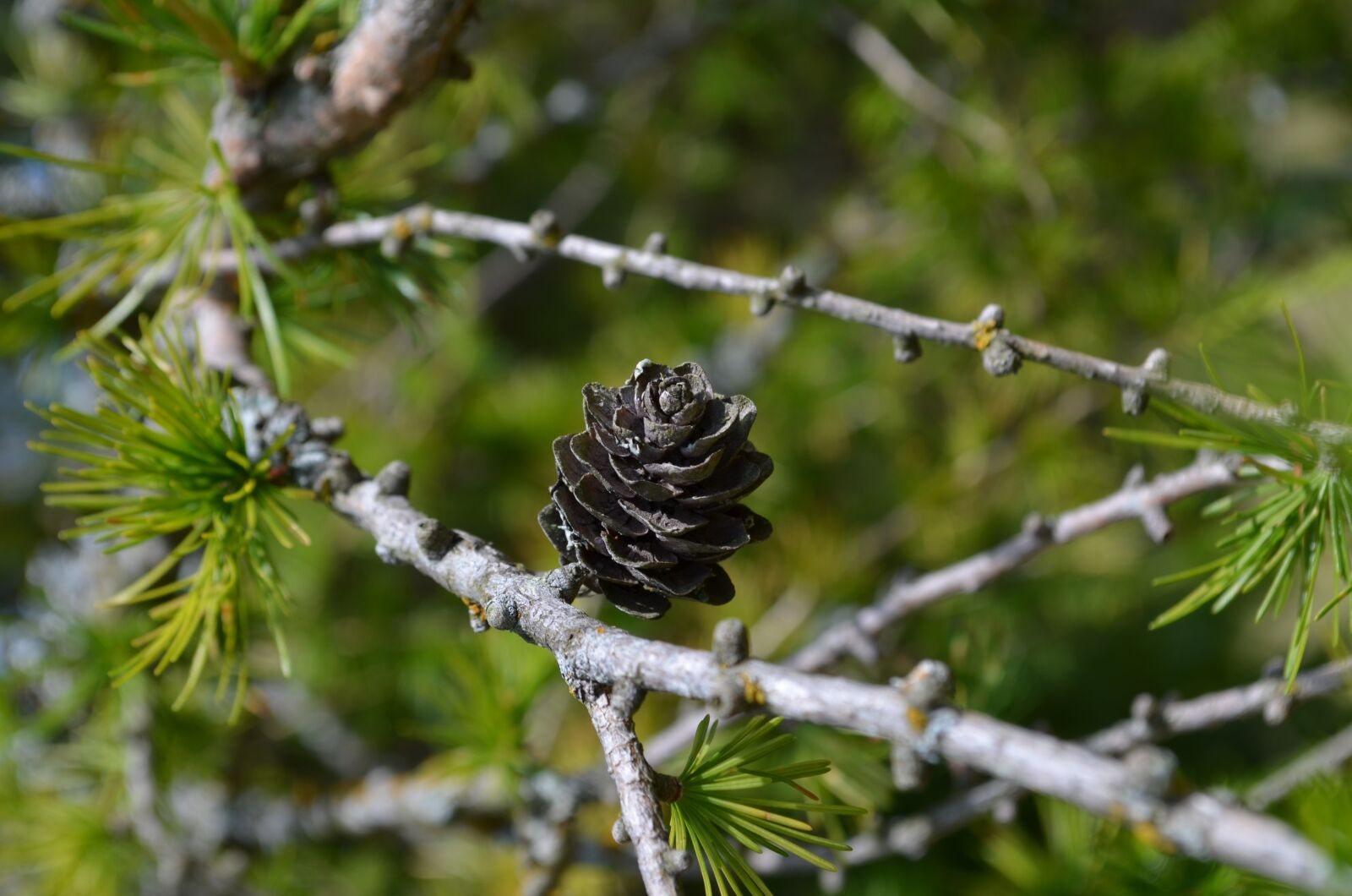 Nikon D5100 sample photo. Nature, macro, tree photography