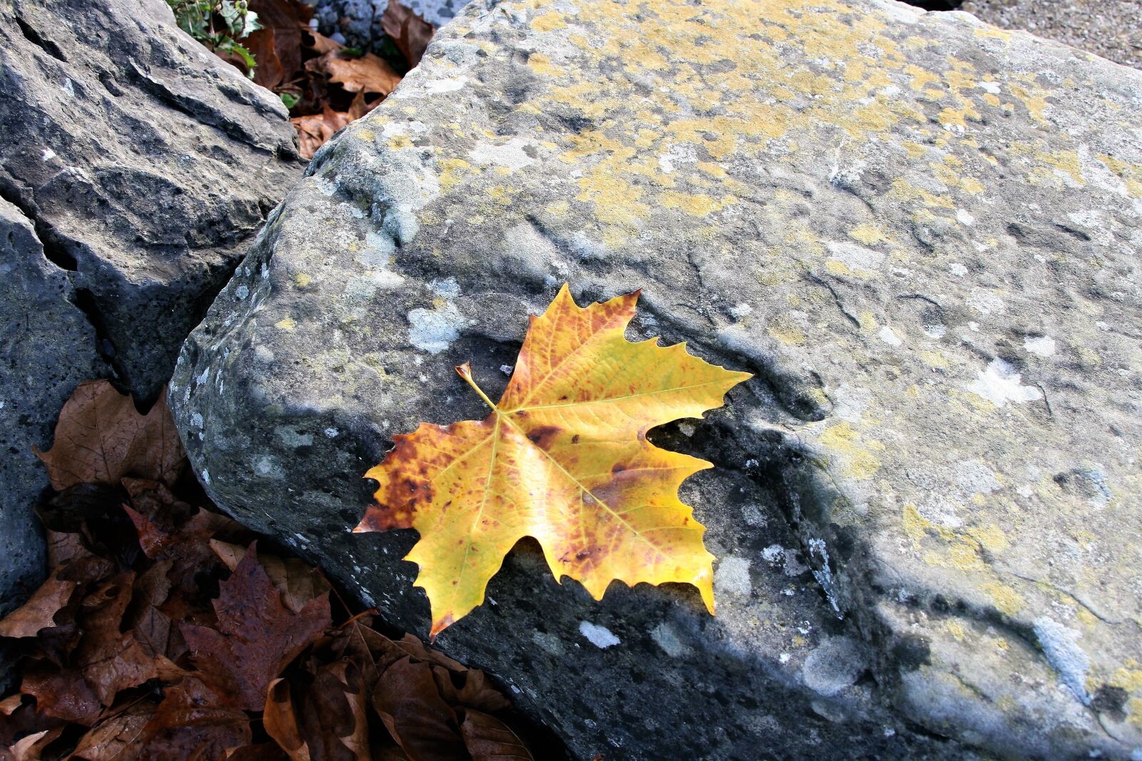 Canon EOS 400D (EOS Digital Rebel XTi / EOS Kiss Digital X) sample photo. Maple leaf, yellow, autumn photography