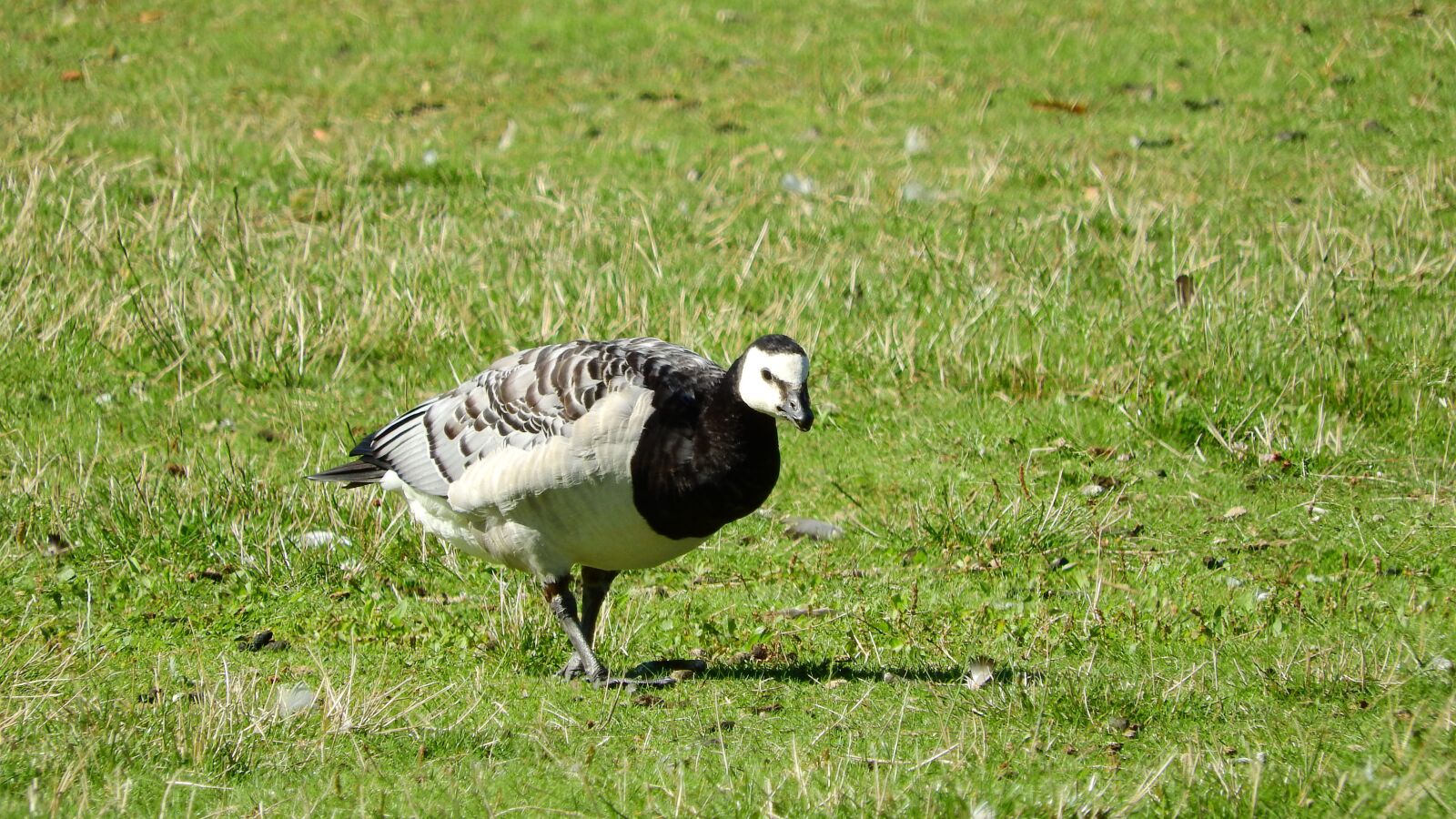 Nikon Coolpix P610 sample photo. Canada goose, branta leucopsis photography