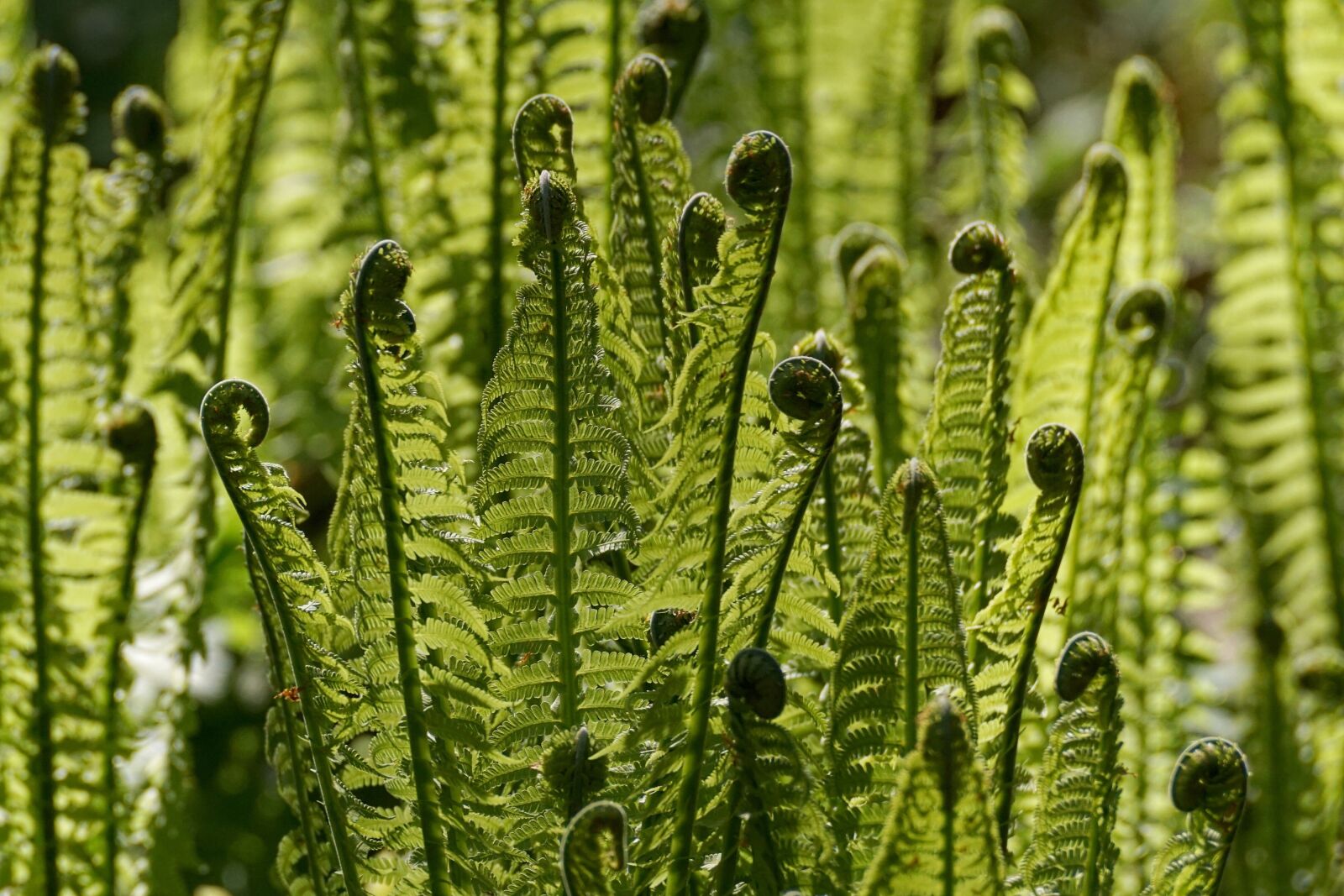 Sony ILCA-77M2 sample photo. Fern, fiddlehead, vessel sporenpflanze photography