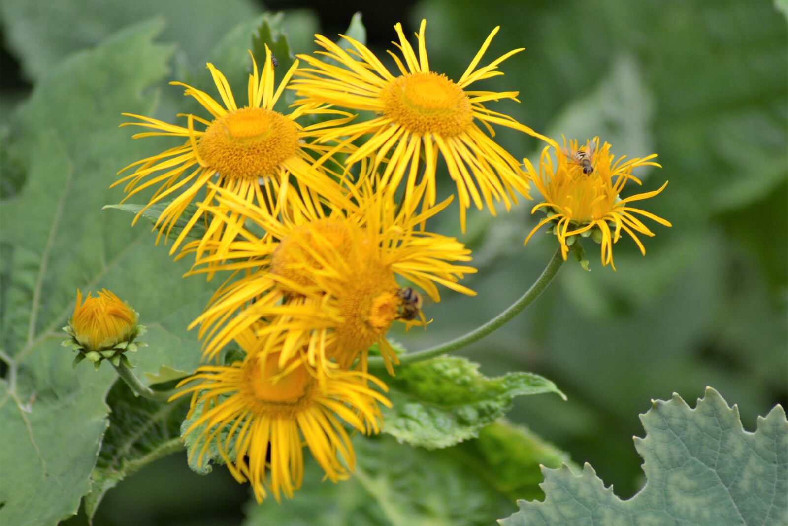 Nikon D5200 sample photo. Flower, inules, inula photography