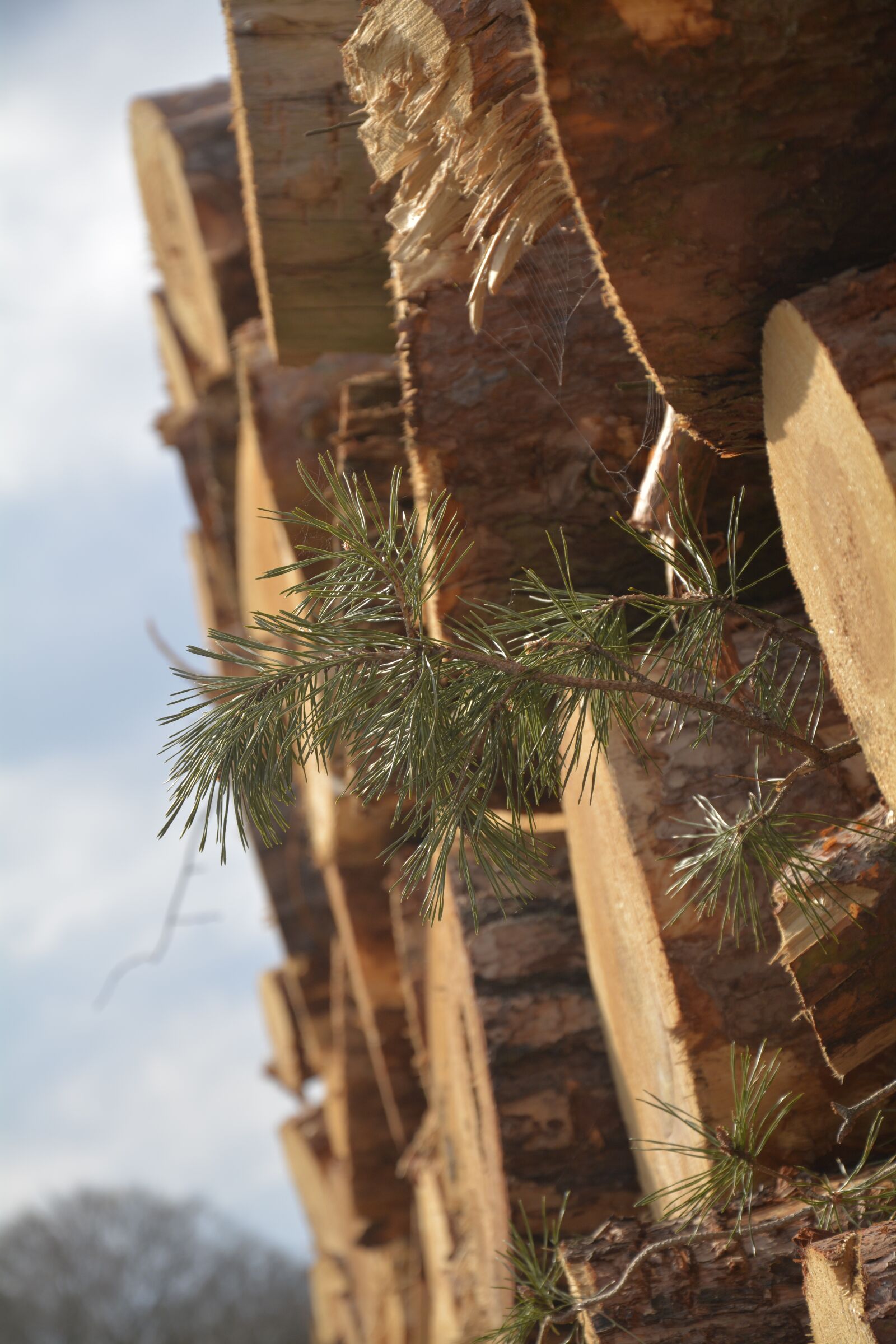 Nikon D7100 sample photo. Tree, wood, nature photography