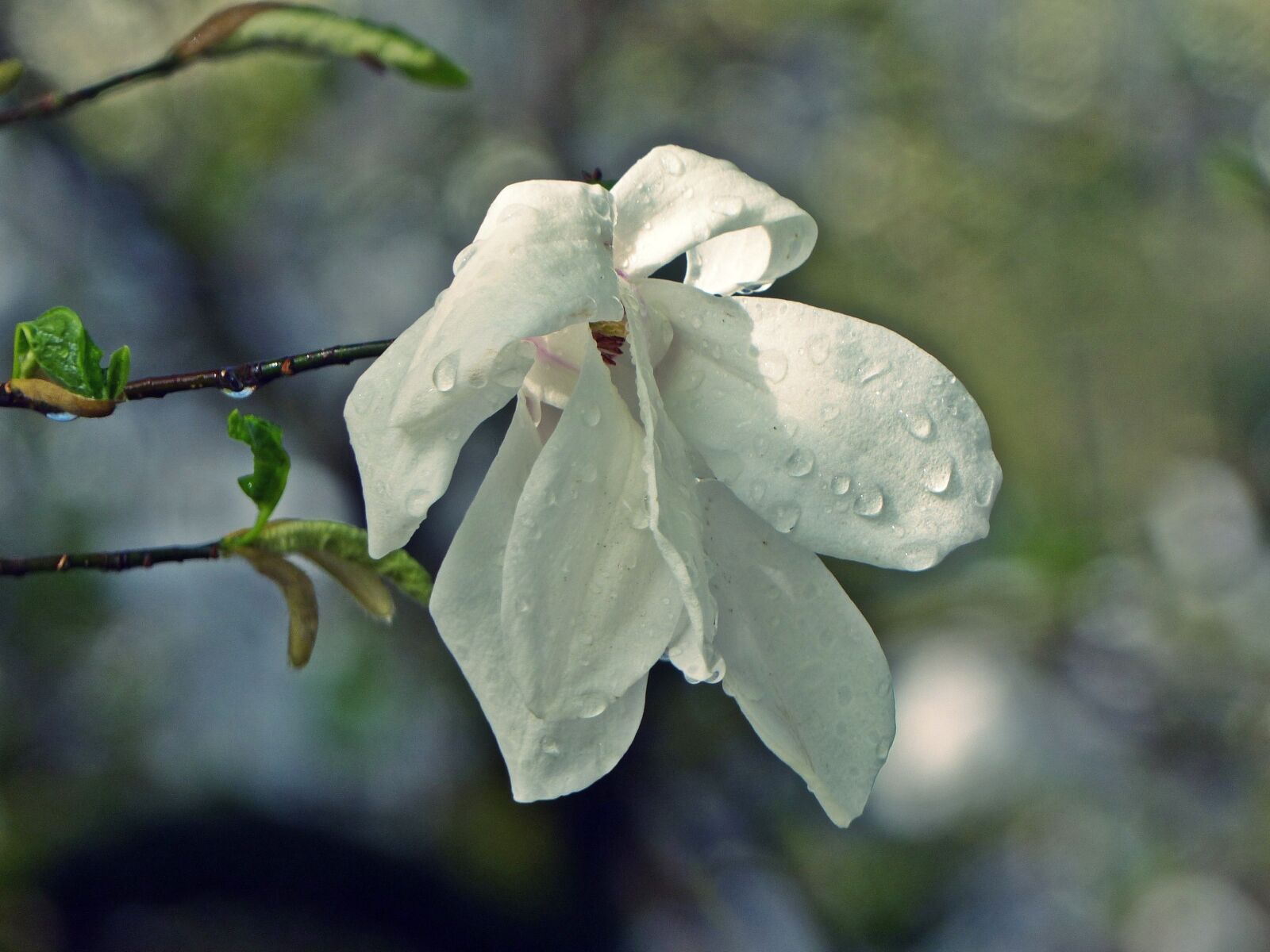 Panasonic Lumix DMC-FZ200 sample photo. Flower, nature, plant photography