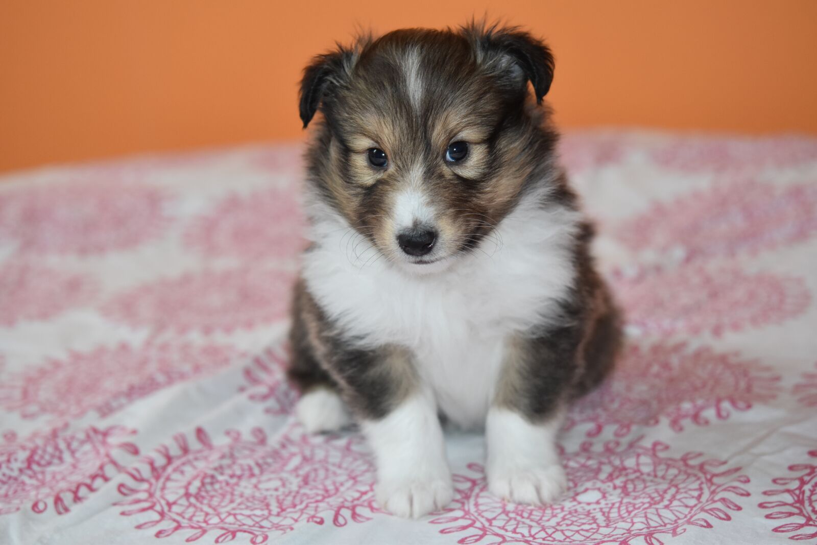 Nikon D5600 sample photo. Puppy, puppy shetland sheepdog photography