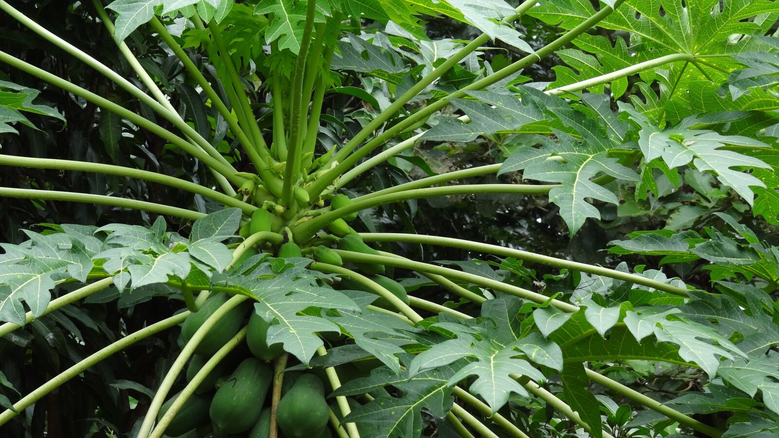 Sony Cyber-shot DSC-HX100V sample photo. Papaya, tropical fruit tree photography