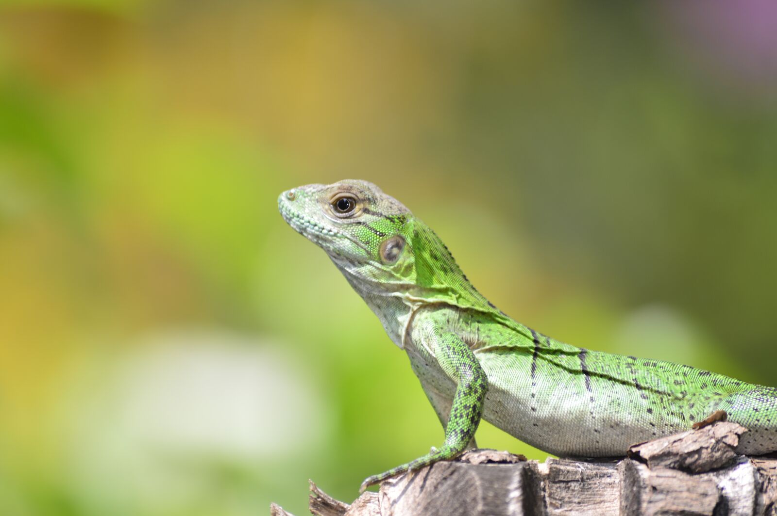 Nikon D3200 sample photo. Lizard, nature, iguana photography
