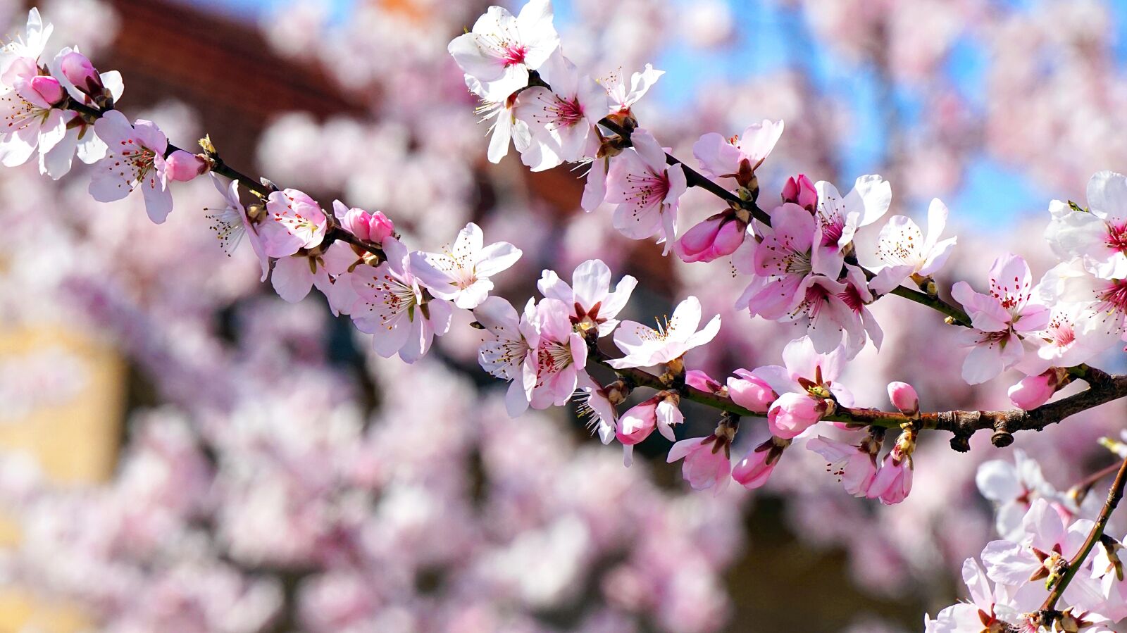 Sony Alpha a5000 (ILCE 5000) + Sony E 55-210mm F4.5-6.3 OSS sample photo. Almond tree, blossom, bloom photography