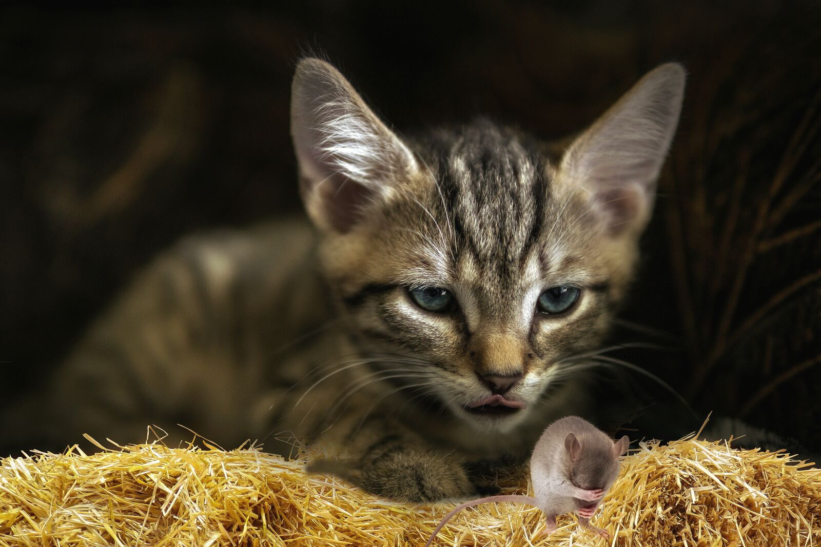 30mm F1.4 DC DN | Contemporary 016 sample photo. Fantasy, cat mouse, fear photography