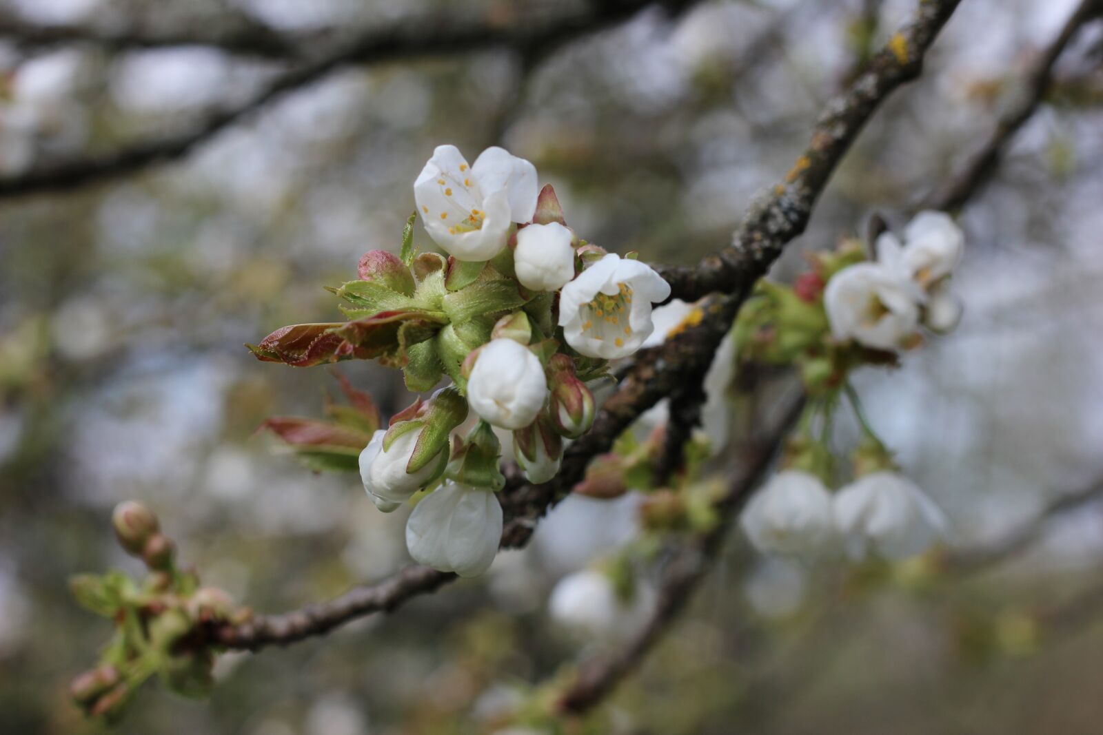 Canon EOS 600D (Rebel EOS T3i / EOS Kiss X5) + Canon EF 50mm F1.8 II sample photo. Blossom, bloom, branch photography