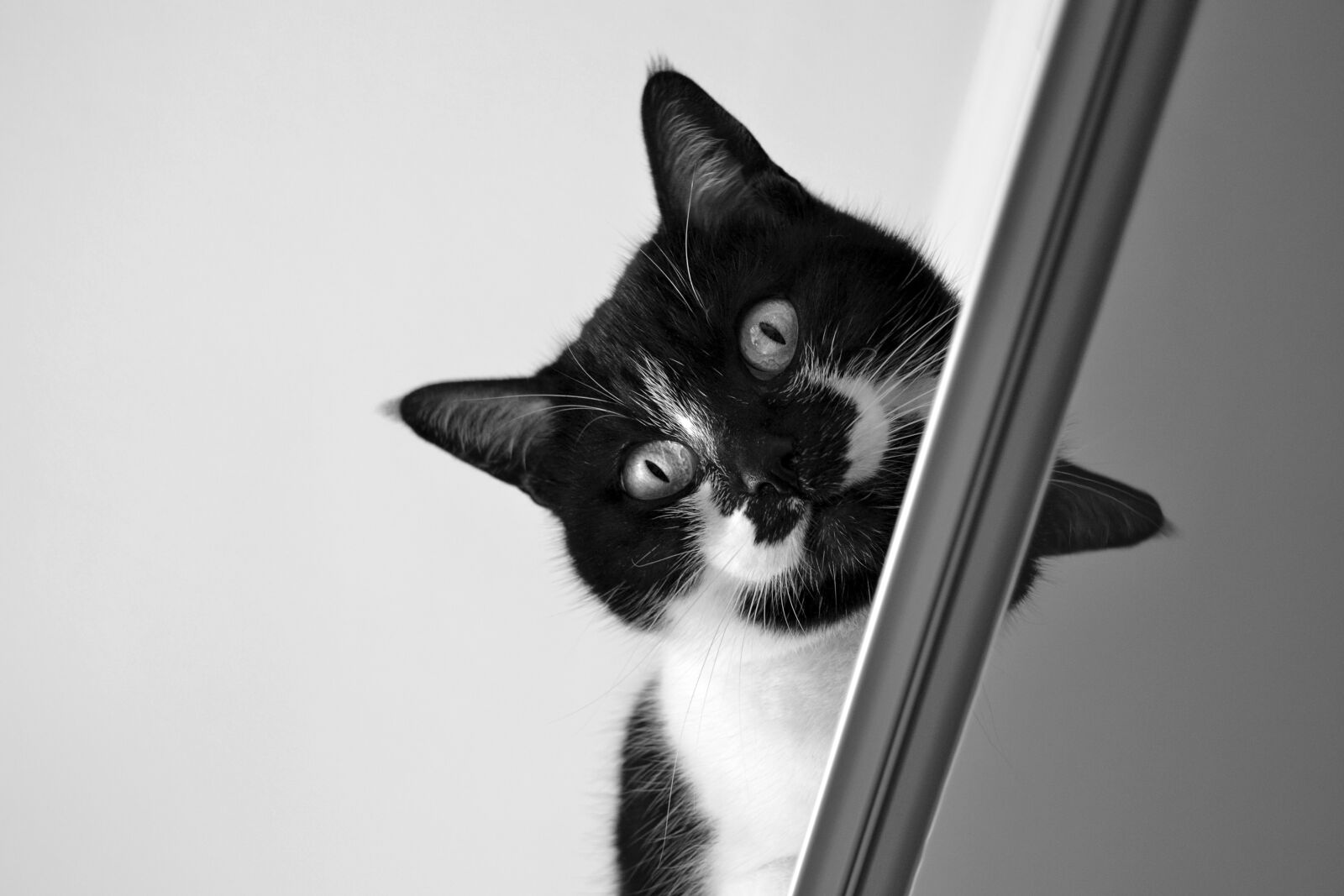 Nikon D3100 sample photo. Cat, gatta, inside photography