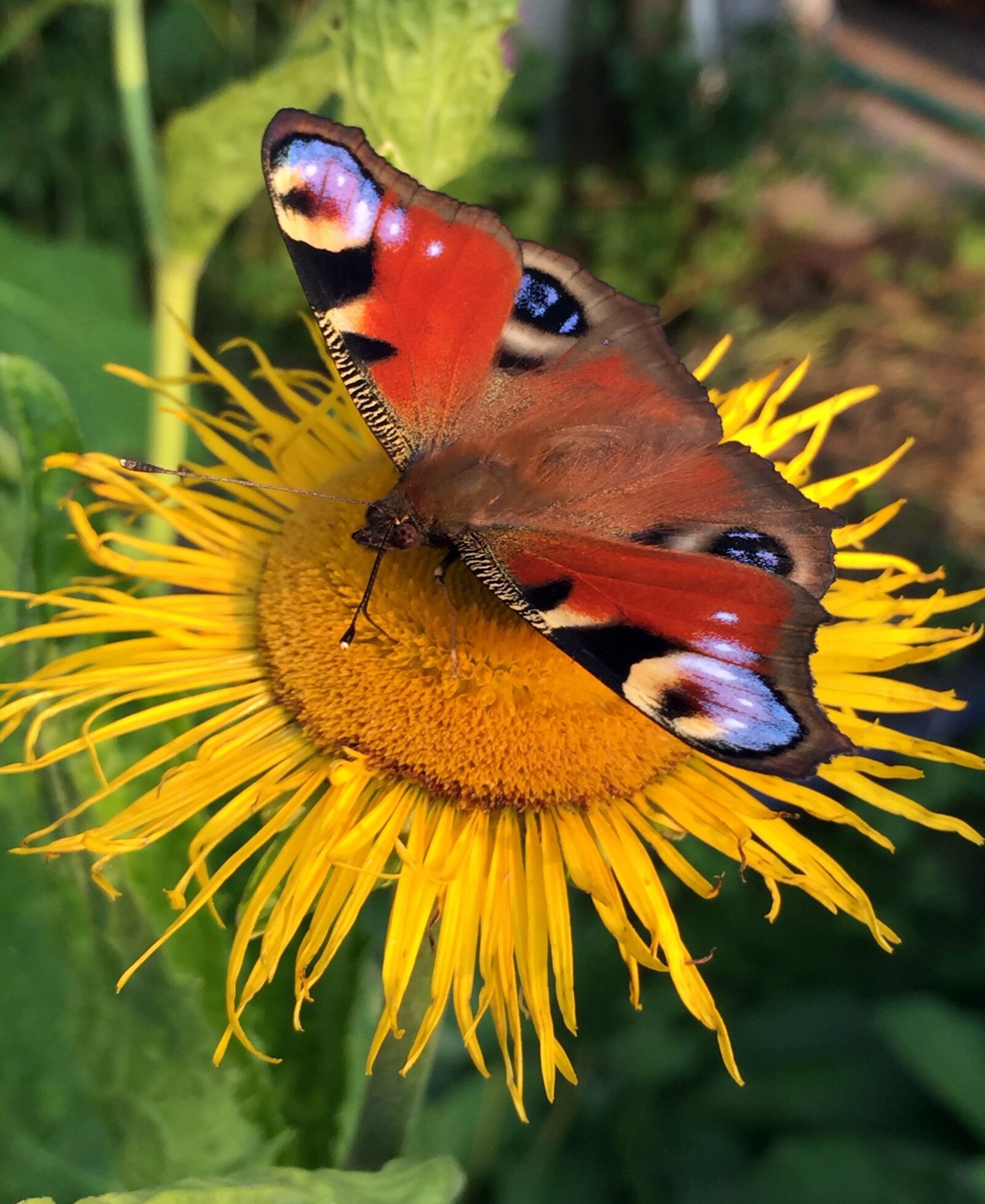 Apple iPhone 6 sample photo. Butterfly, summer, flower photography