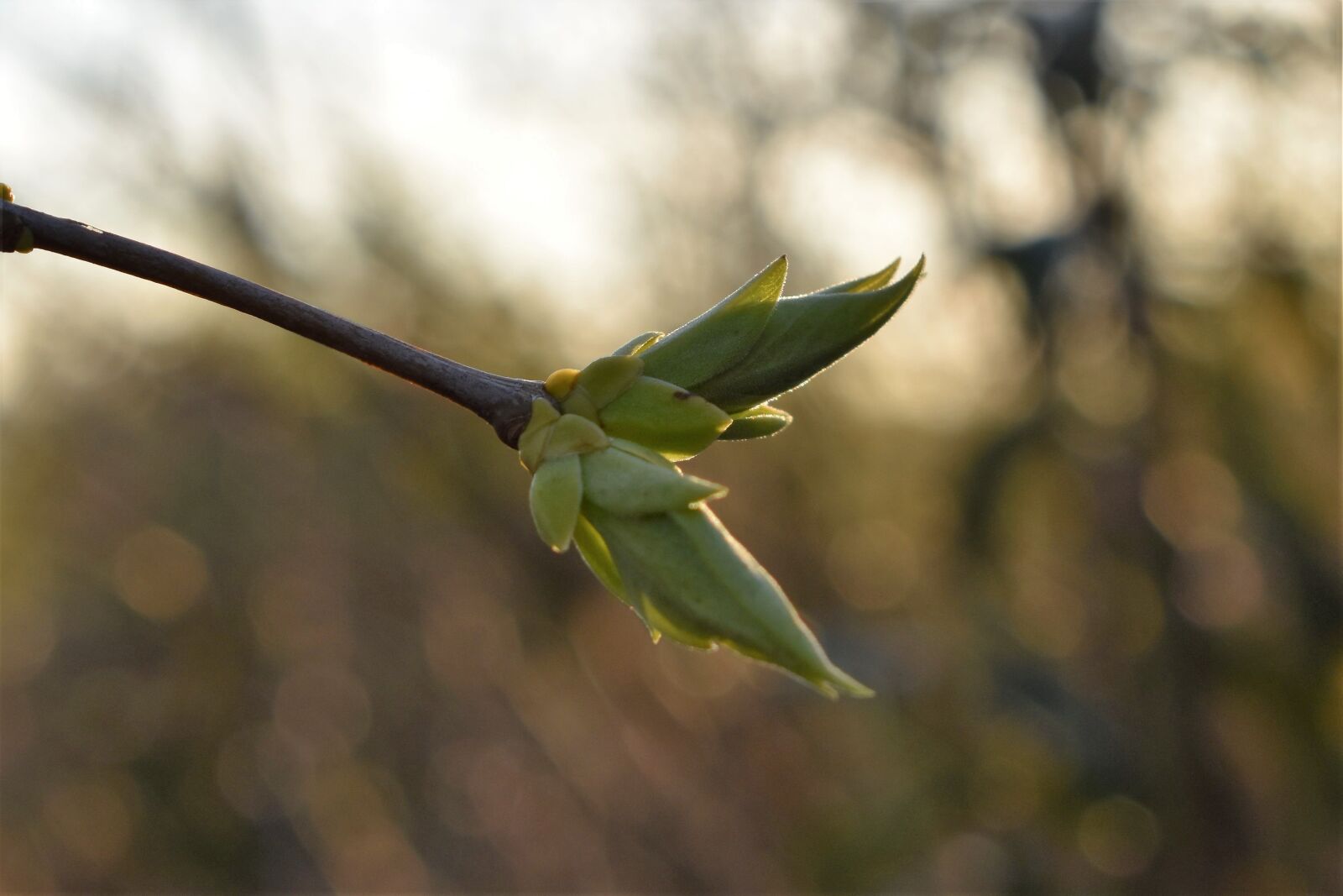 Nikon D5500 sample photo. Lilac, leaves, spring photography