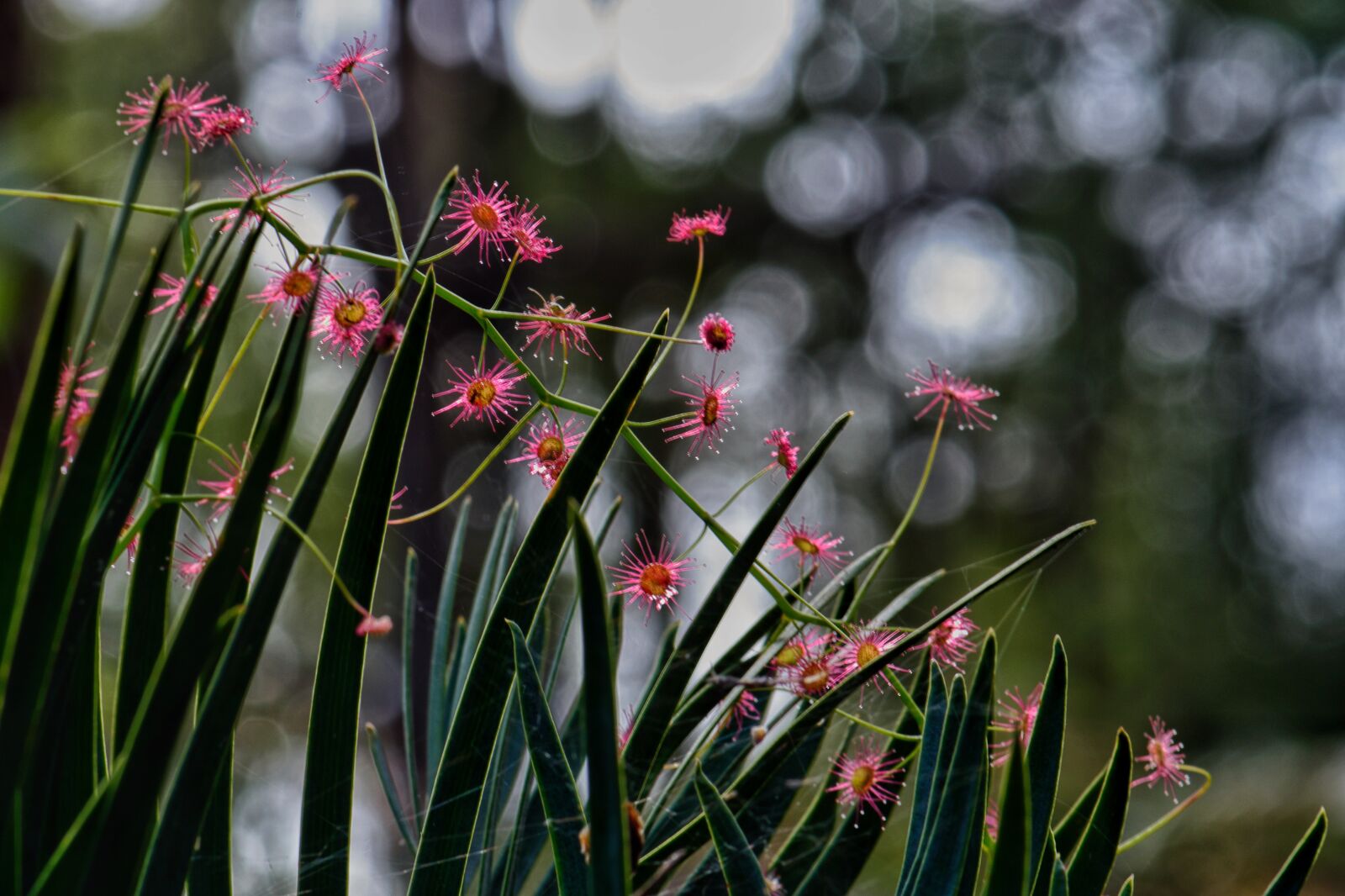 Nikon D3300 sample photo. Drosera, sun dew, australian photography