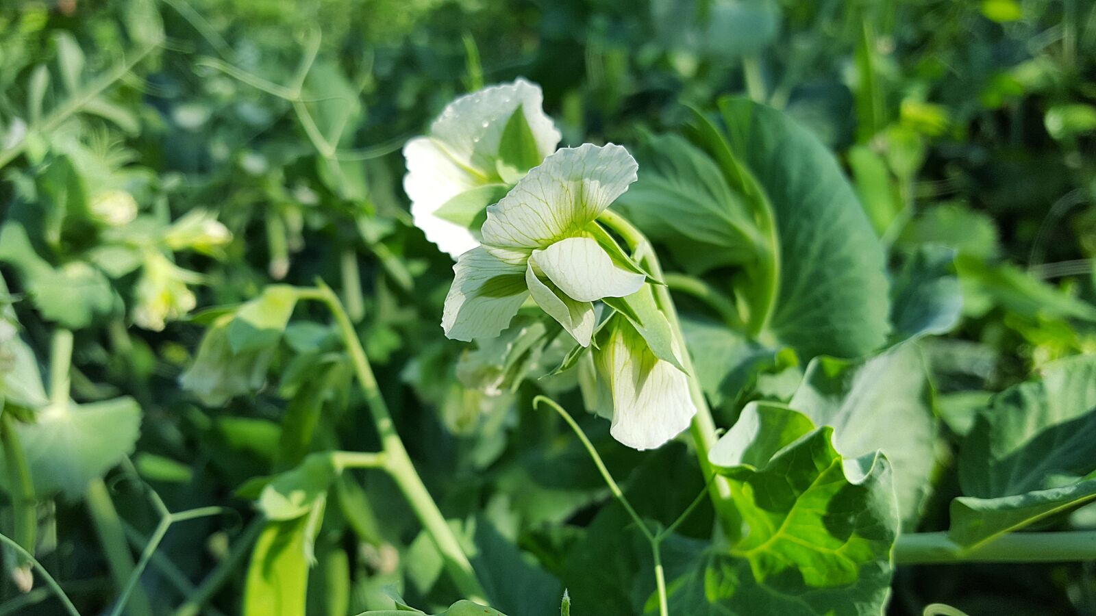 Samsung Galaxy S6 sample photo. Peas, peas flowers, vegetables photography
