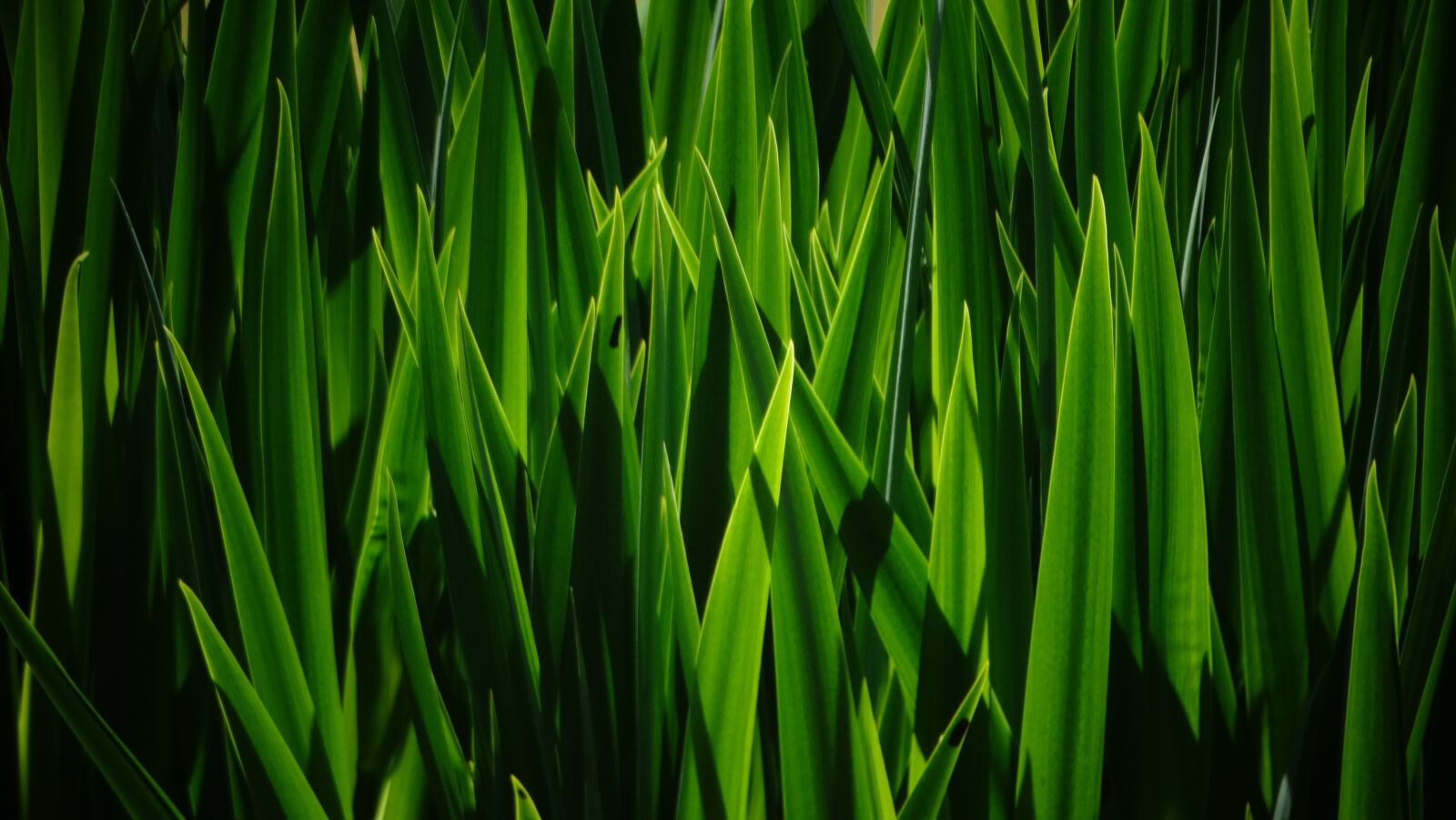 Sony Cyber-shot DSC-HX300 sample photo. Grass, leaves, plants photography