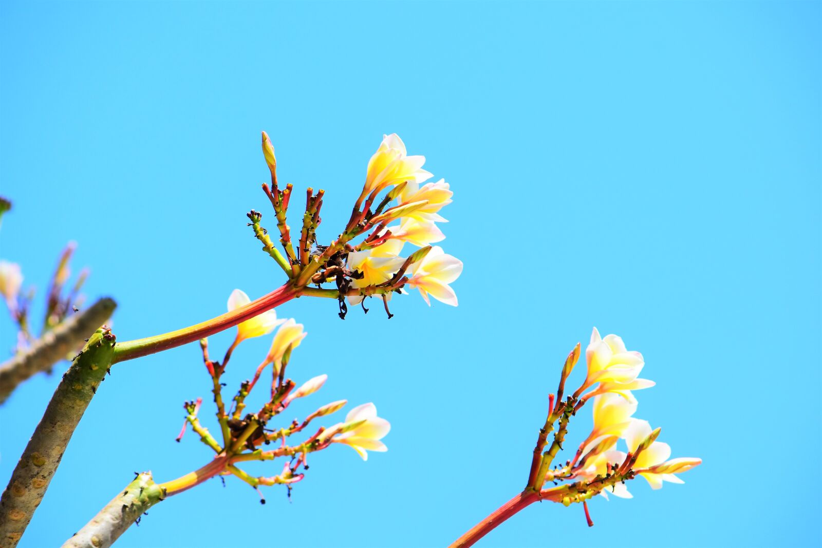 Nikon D5500 sample photo. Nature, flower, forest photography