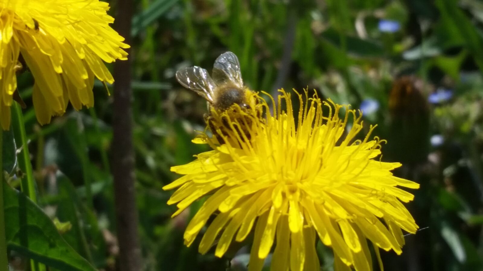 Samsung Galaxy S5 sample photo. Flower, spring, nature photography