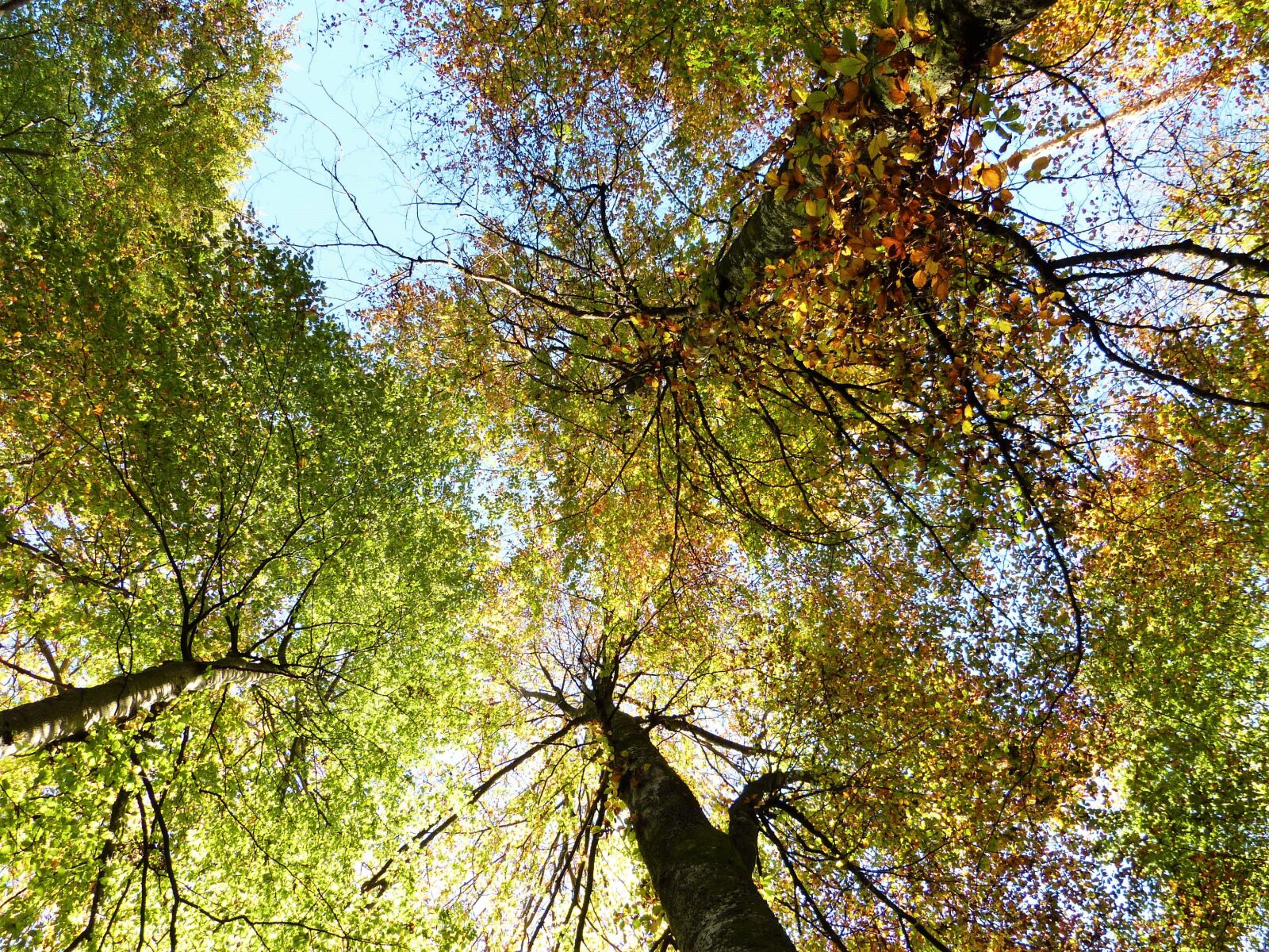 Panasonic Lumix DMC-FZ150 sample photo. Trees, beech, beech wood photography