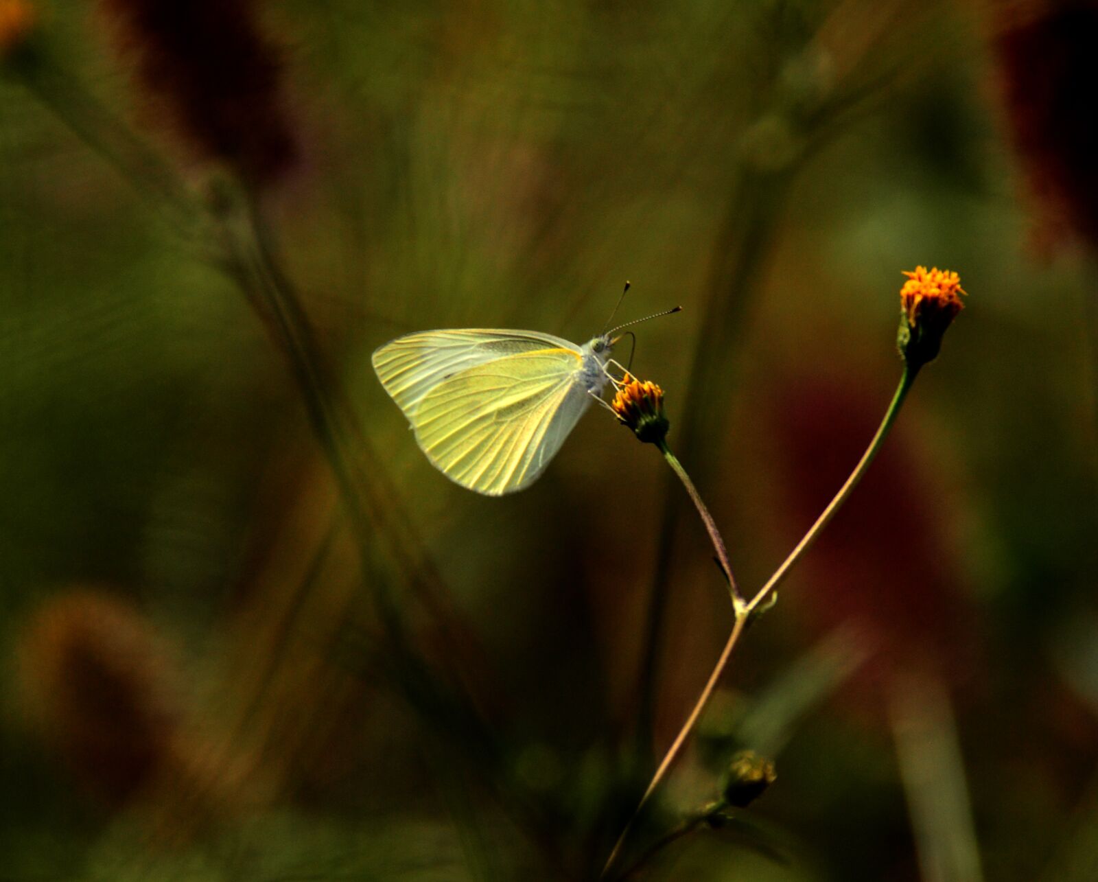 Nikon D3200 sample photo. Butterfly, white, the white photography