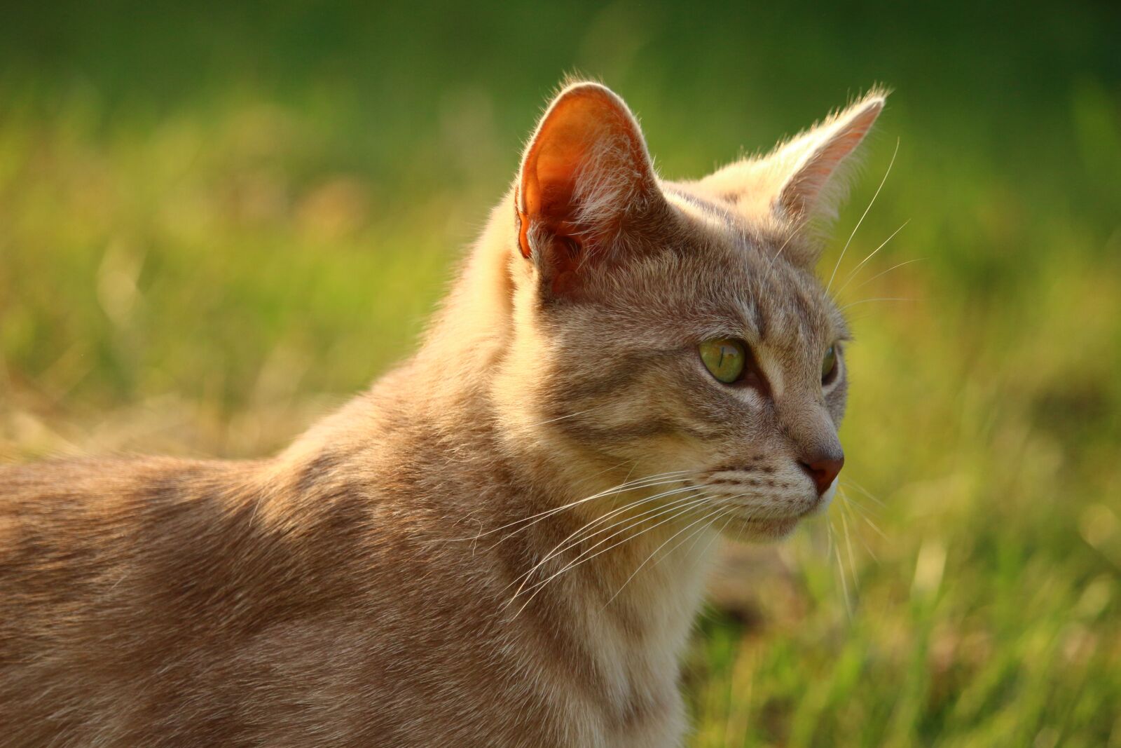 Canon EOS 100D (EOS Rebel SL1 / EOS Kiss X7) sample photo. Cat, kitten, mieze photography