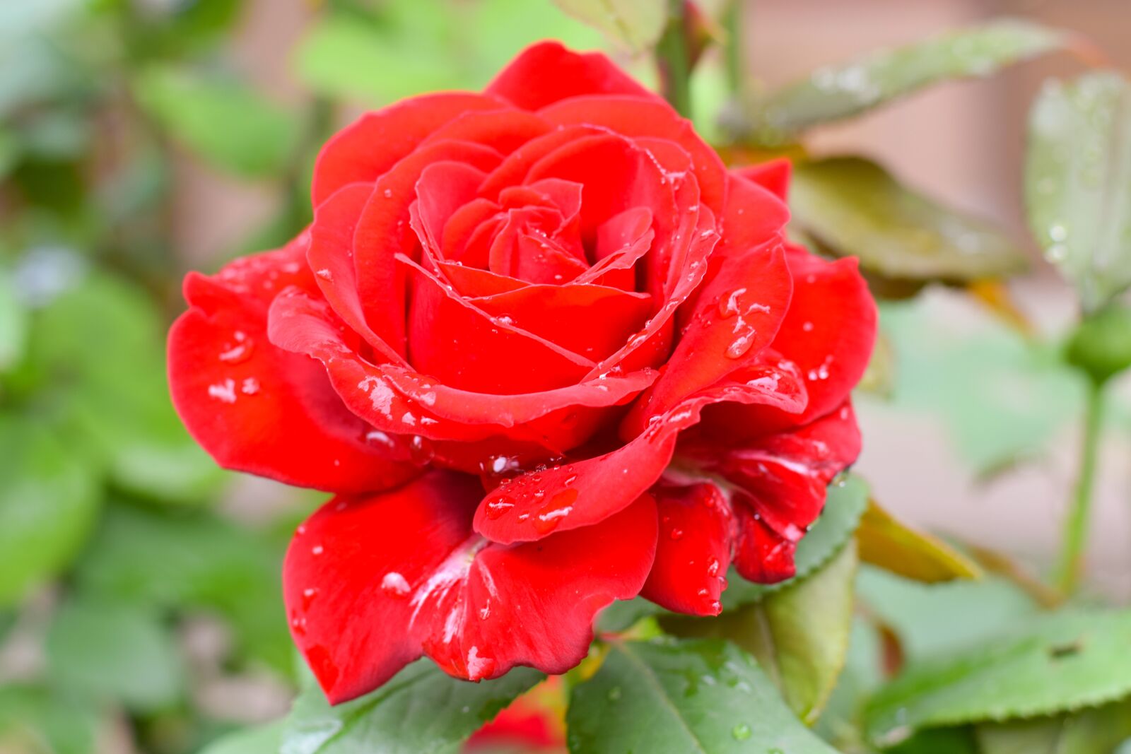 Nikon D3300 sample photo. Rose, flower, petal photography