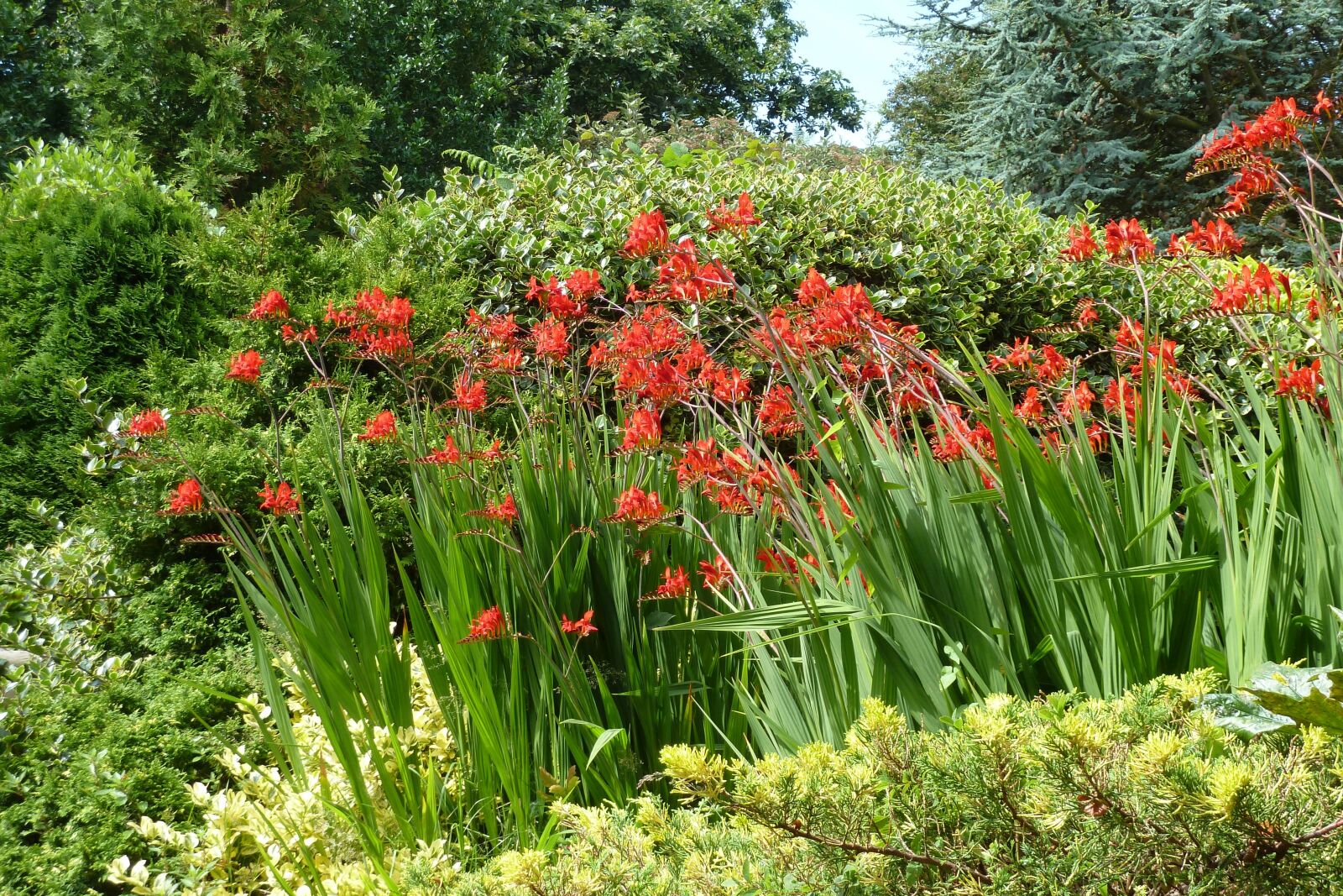Panasonic Lumix DMC-ZS7 (Lumix DMC-TZ10) sample photo. Montbretia, flower photography