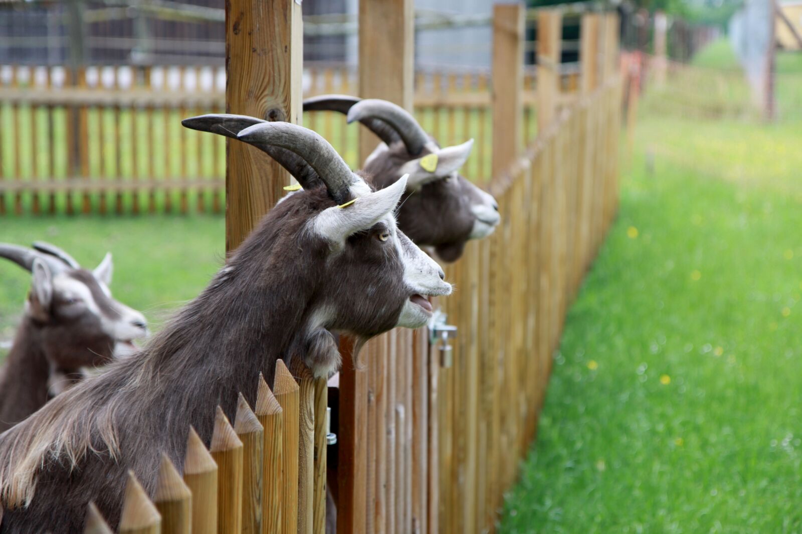 Canon EOS 50D sample photo. Goat, animal farm, farm photography