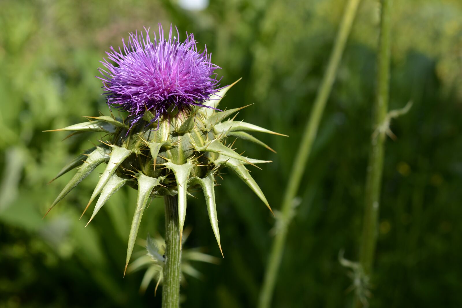 Nikon D7100 sample photo. Milk thistle, plant, nature photography