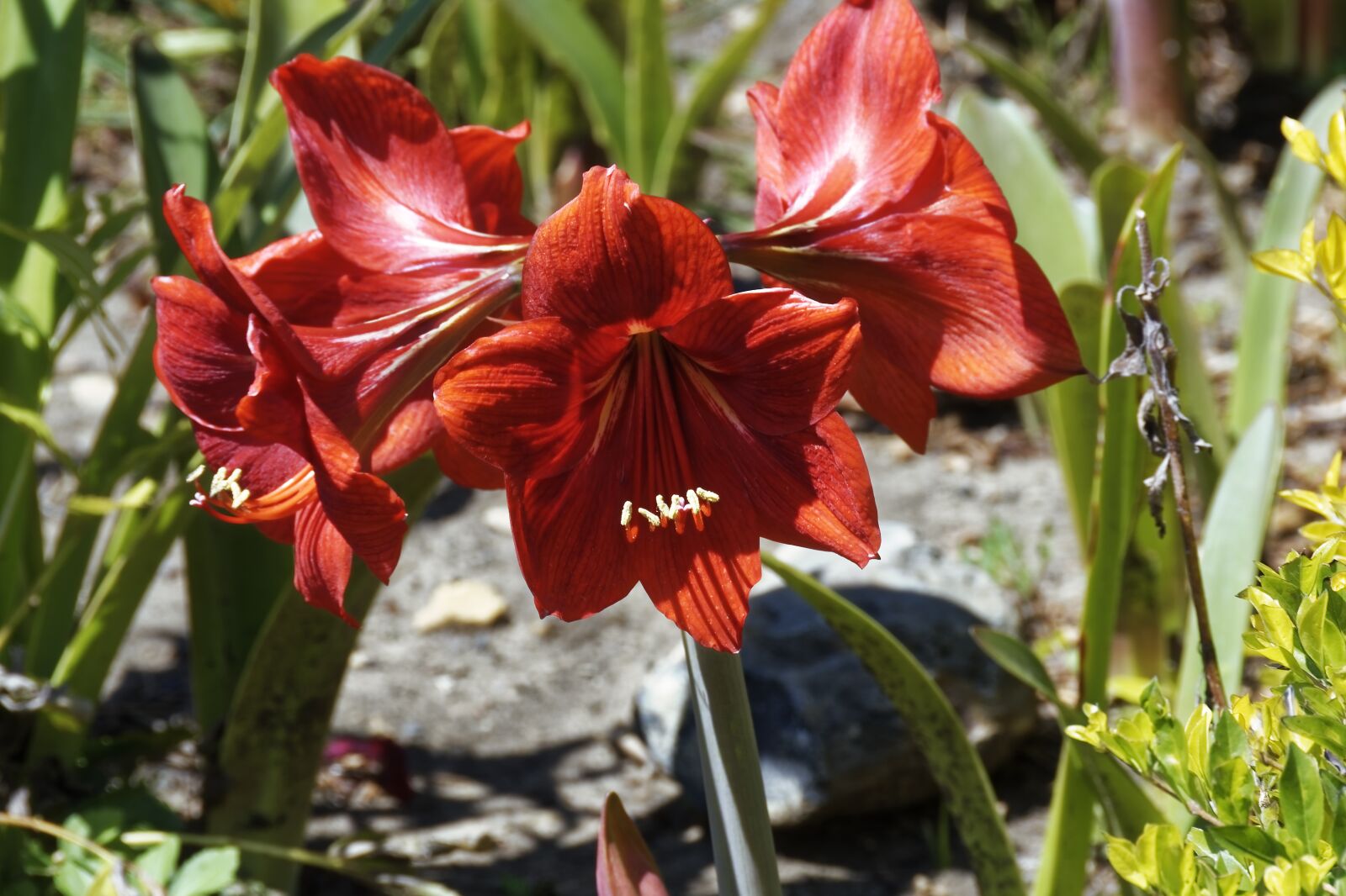 Nikon D500 sample photo. Flowers, plant, nature photography