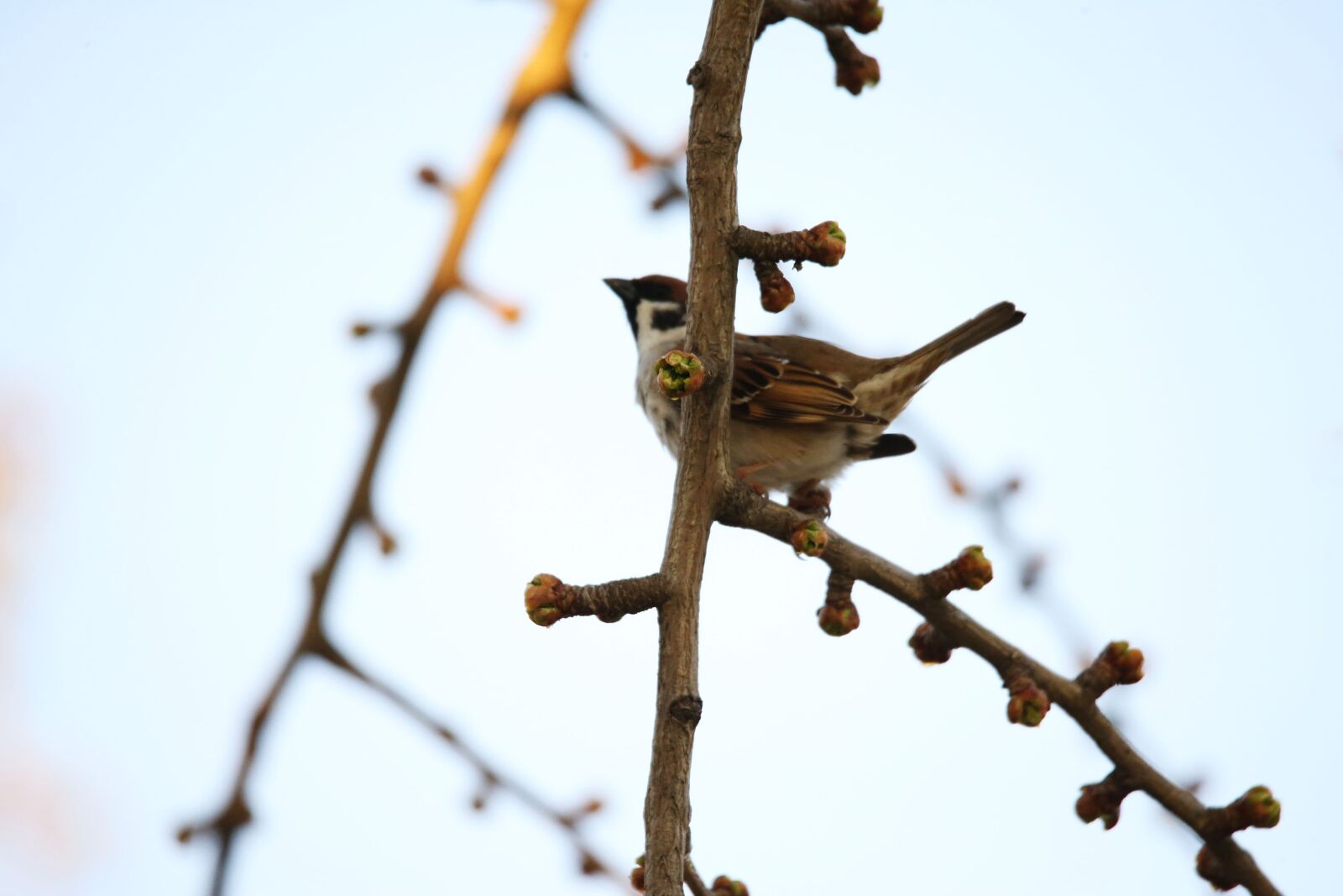 Tamron SP 150-600mm F5-6.3 Di VC USD G2 sample photo. Sunburn, look, couple photography