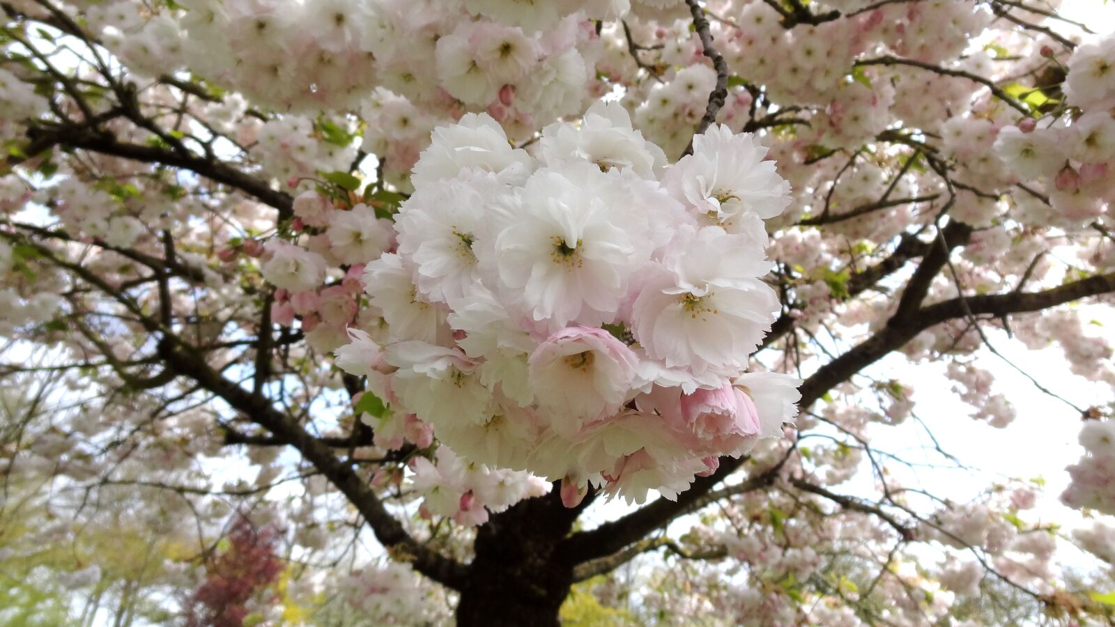 Sony Cyber-shot DSC-HX9V sample photo. Sakura, flower, spring photography