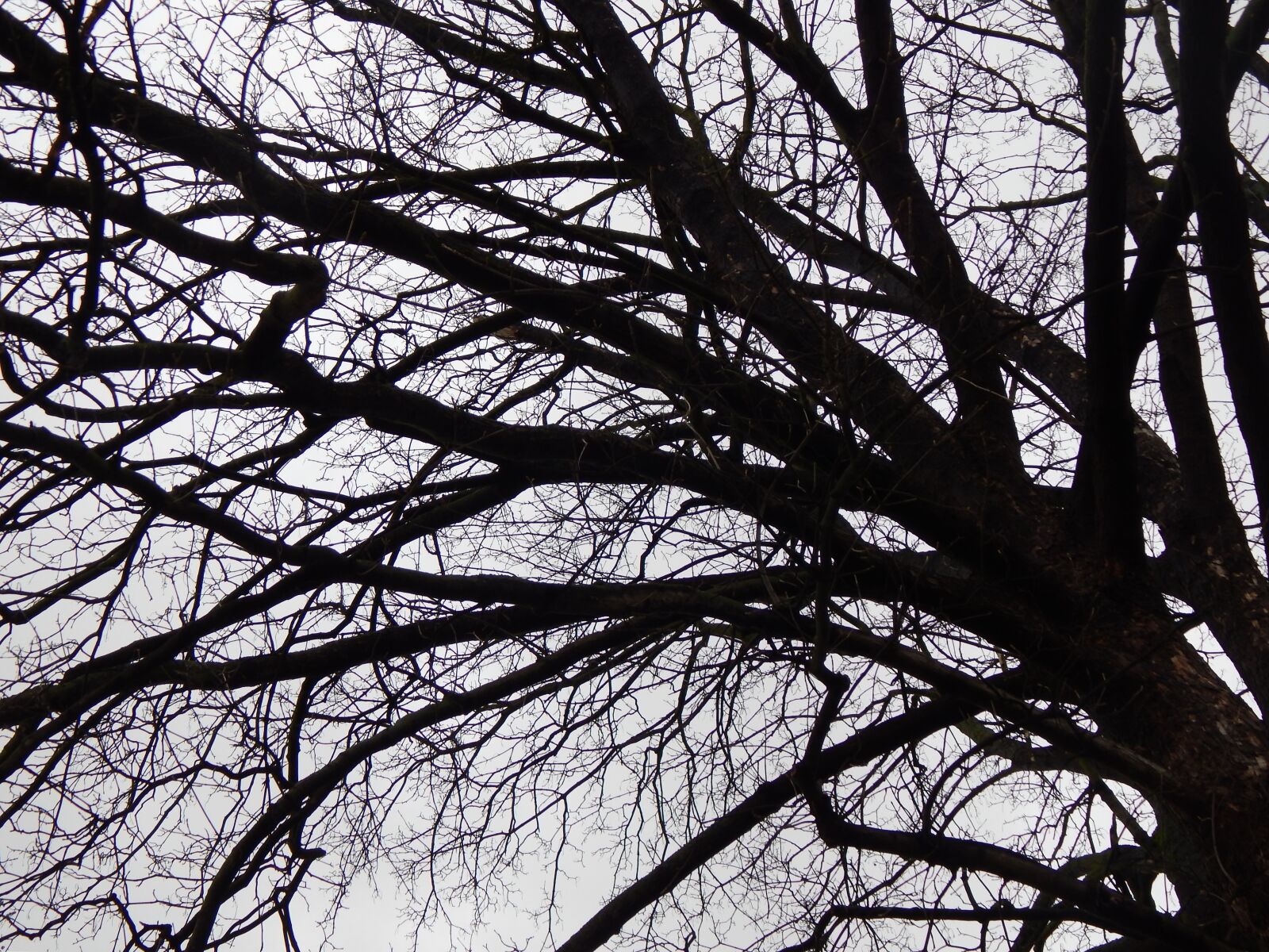 Nikon Coolpix L820 sample photo. Tree, branches, winter photography