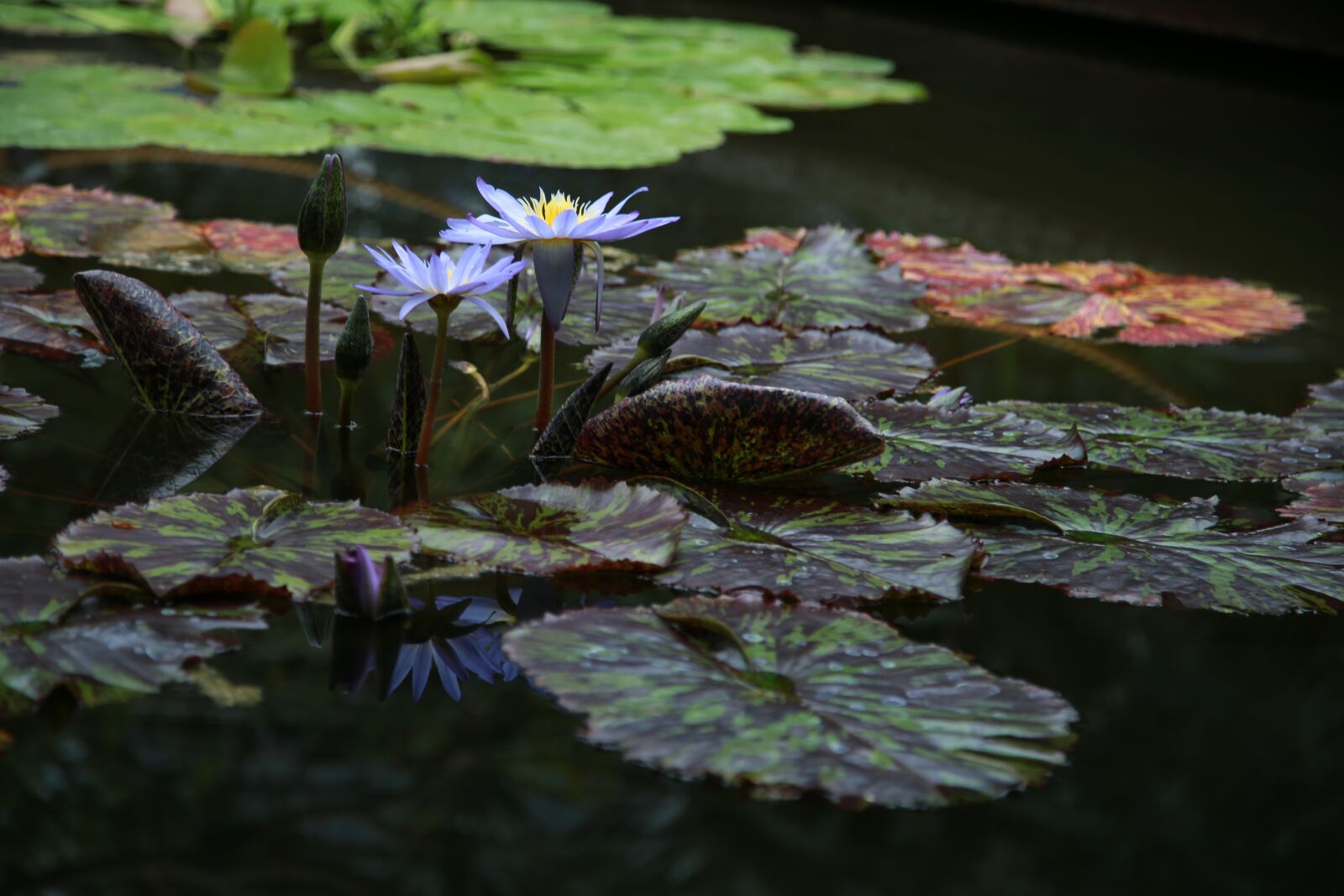 Canon EOS 6D + Canon EF 24-105mm F4L IS USM sample photo. Lotus, water lilies, pond photography