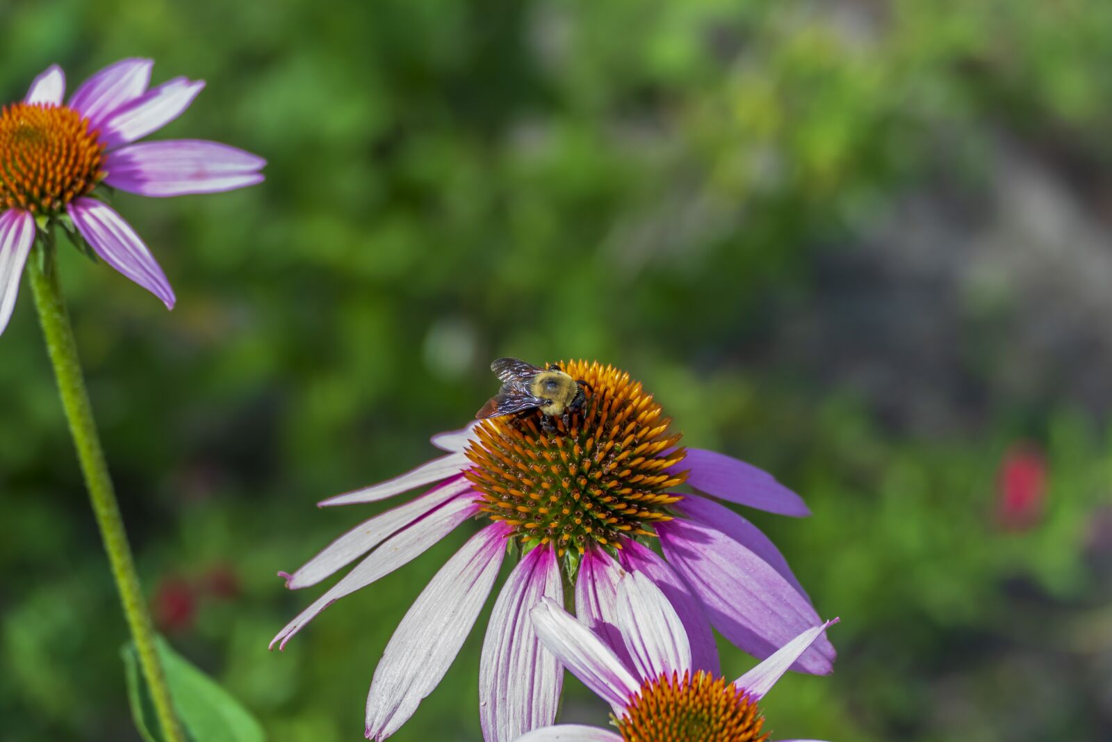 Panasonic Lumix DMC-FZ1000 sample photo. Bee, bumble, bumblebee photography