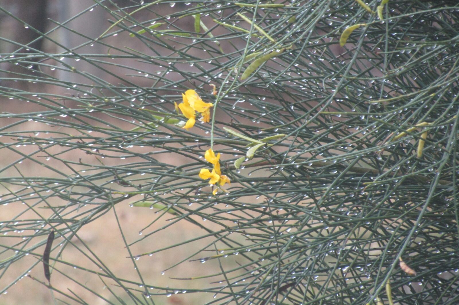 Canon PowerShot SX410 IS sample photo. Winter, drops, rain photography