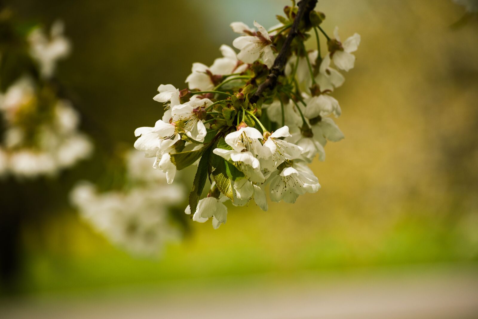 Nikon D750 sample photo. Spring, sakura, flower photography