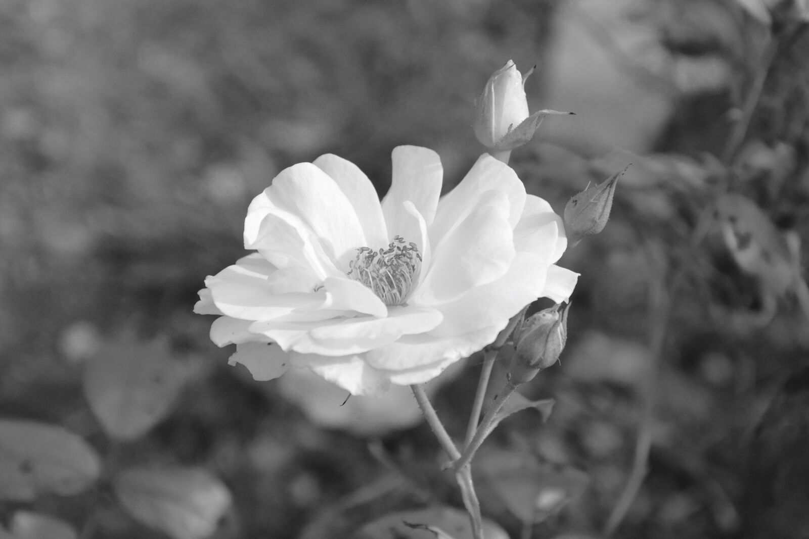 Nikon D5200 sample photo. White rose, photo black photography