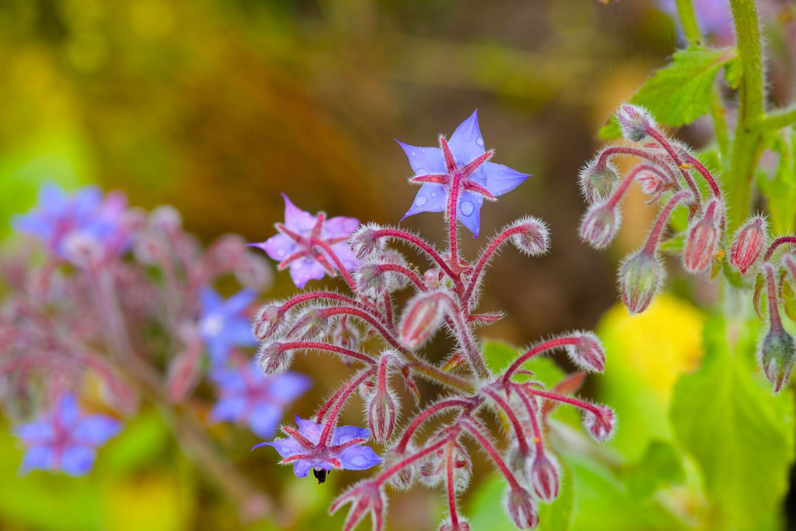 Canon EOS 5D Mark II sample photo. Natural, flower, plant photography