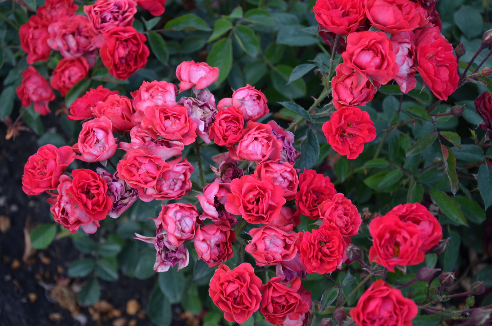 Nikon D5100 sample photo