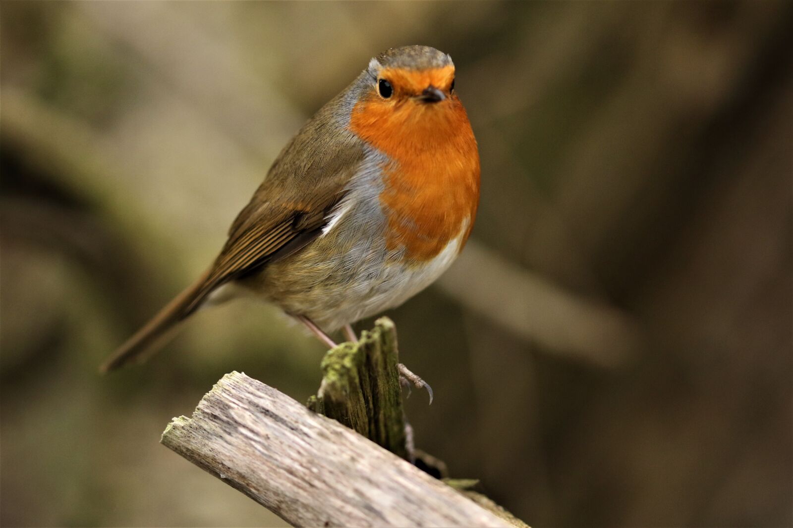 Canon EOS 7D Mark II sample photo. Robin, wildlife, perched photography