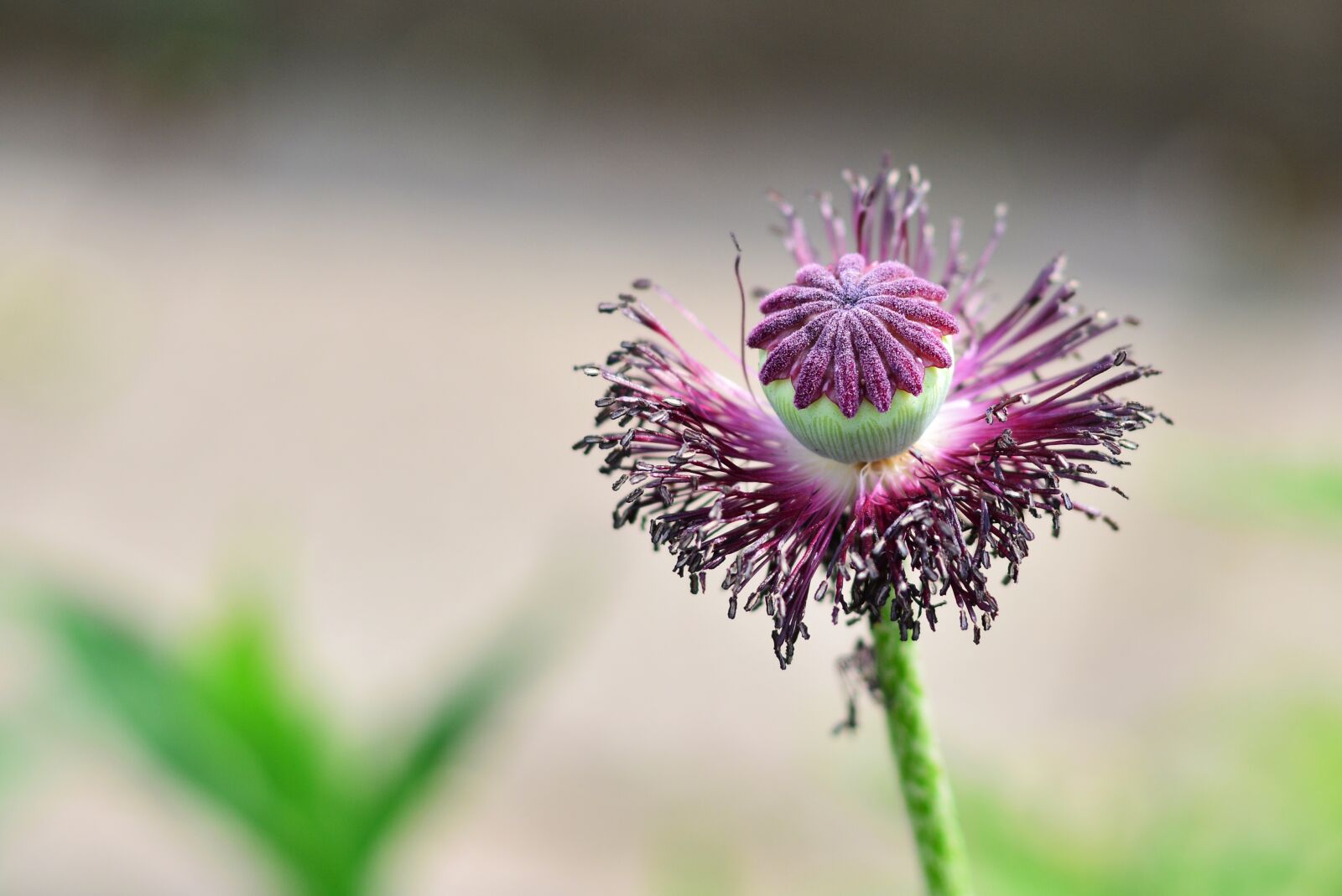 Nikon D5200 sample photo. Poppy, poppy flower, withered photography