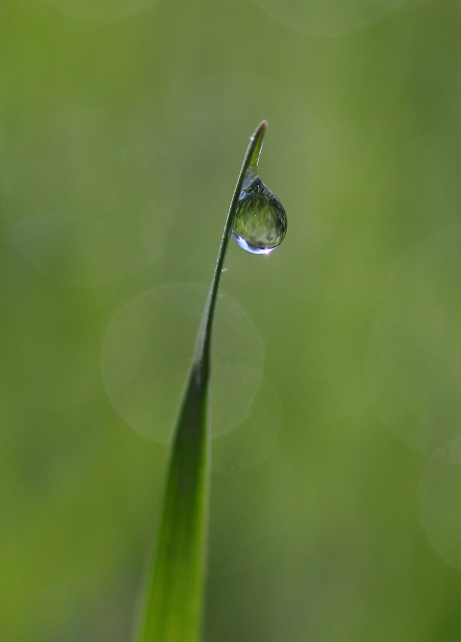Canon EF-S 60mm F2.8 Macro USM sample photo. Grass, dew, green photography
