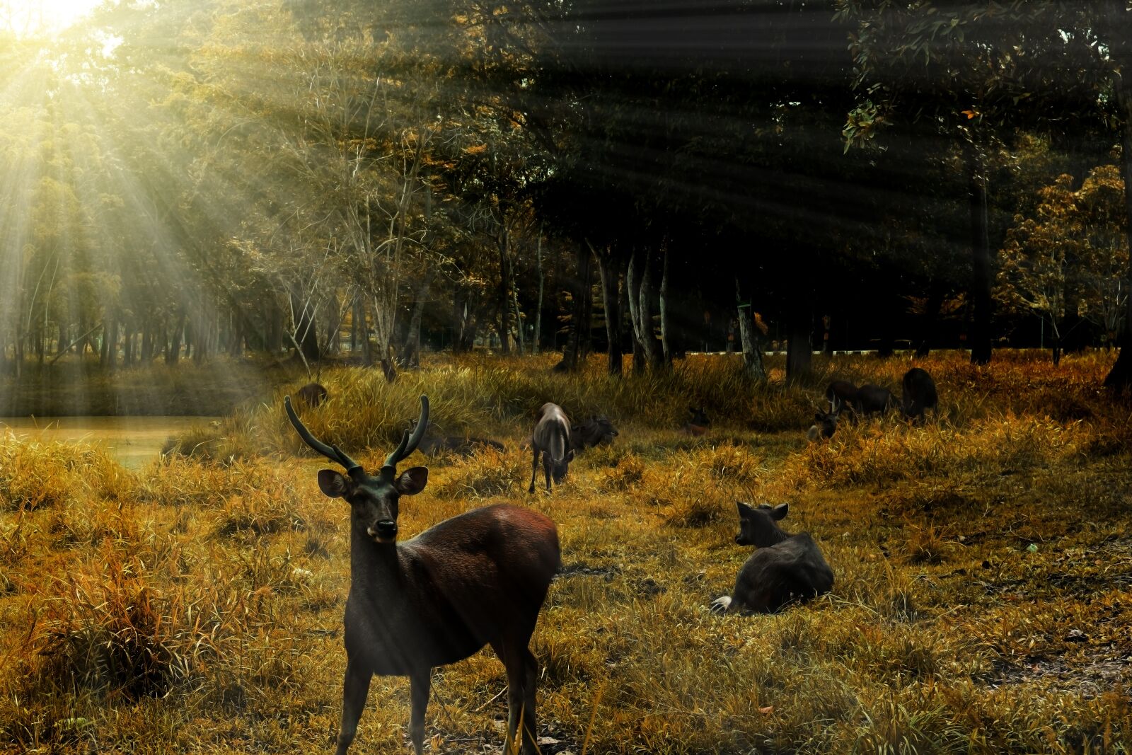 Nikon D5300 sample photo. Deer, sunrise, landscape photography