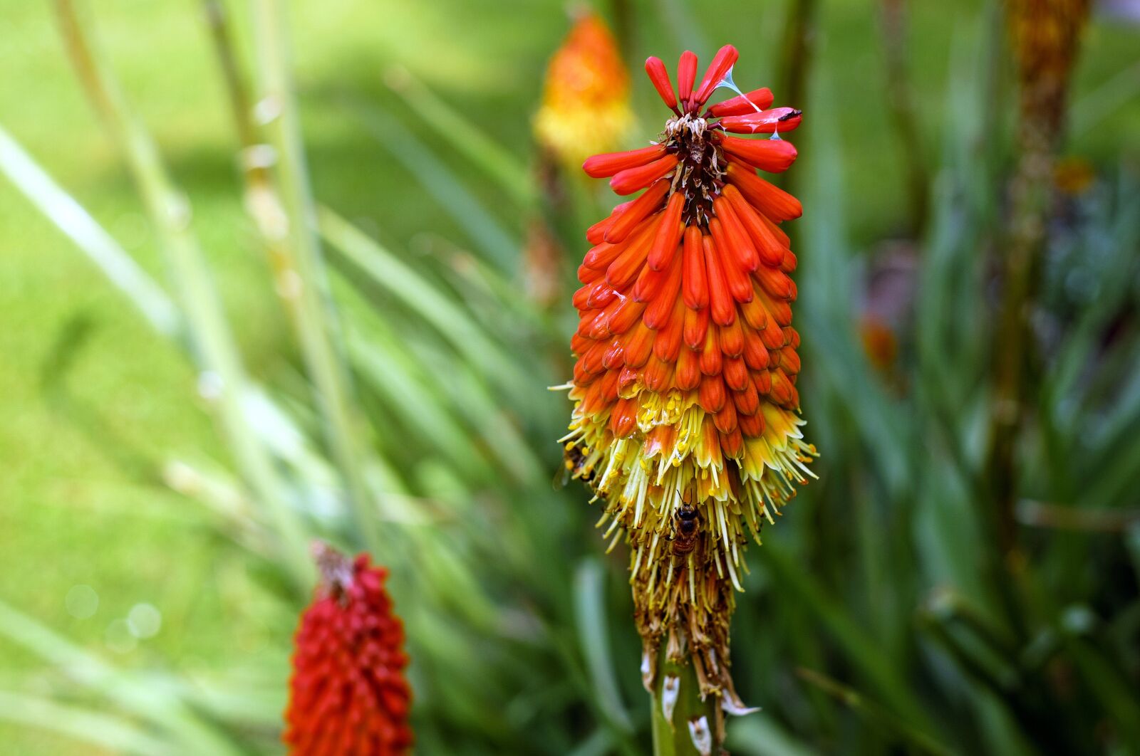 Fujifilm X-T10 + Fujifilm XF 35mm F1.4 R sample photo. Torch lily, flower, blossom photography