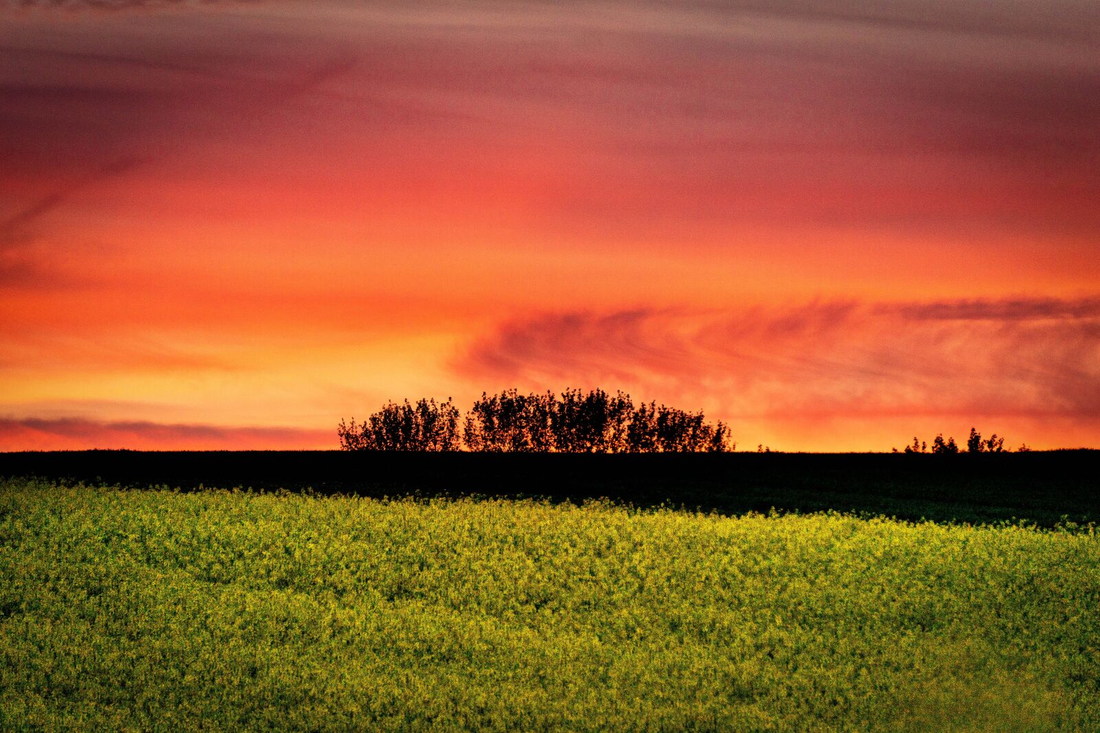 Sony E 55-210mm F4.5-6.3 OSS sample photo. Burgenland, sunset, oilseed rape photography